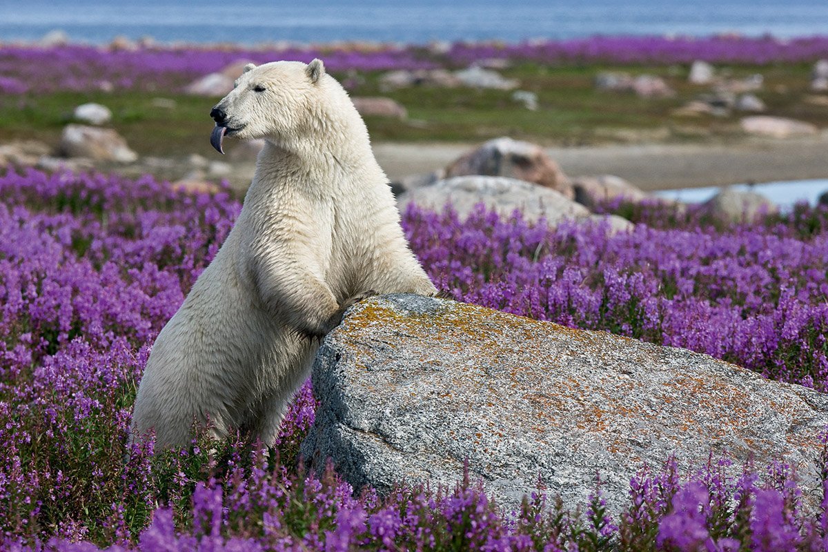 3 полярный мир. Арктическая тундра растения. Белый медведь в тундре. Белый медведь Усть Ленский заповедник.