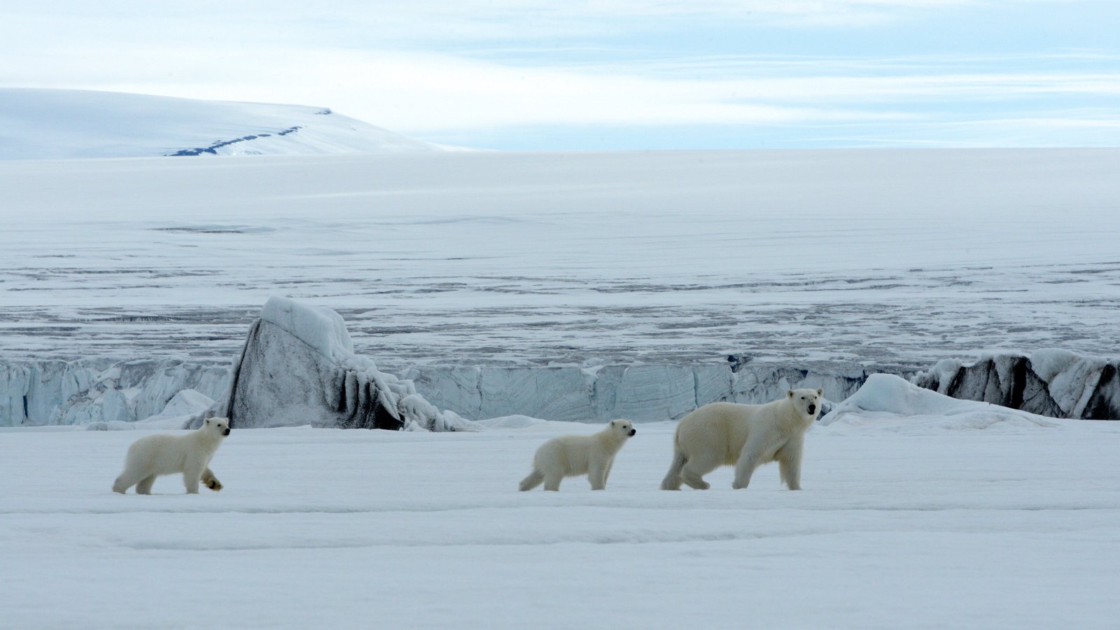 Медведи живут на севере. Шпицберген белые медведи. Остров Врангеля белые медведи. Остров Врангеля Северное сияние. Белые медведи в Антарктиде.
