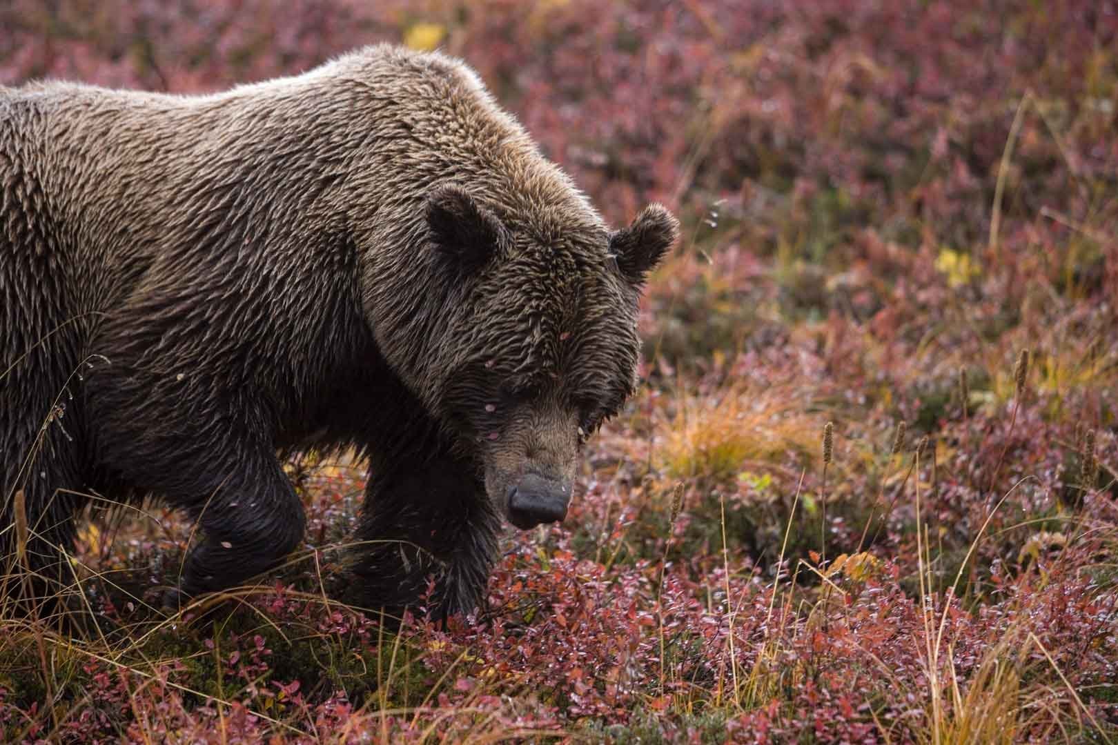 Какие медведи в тундре