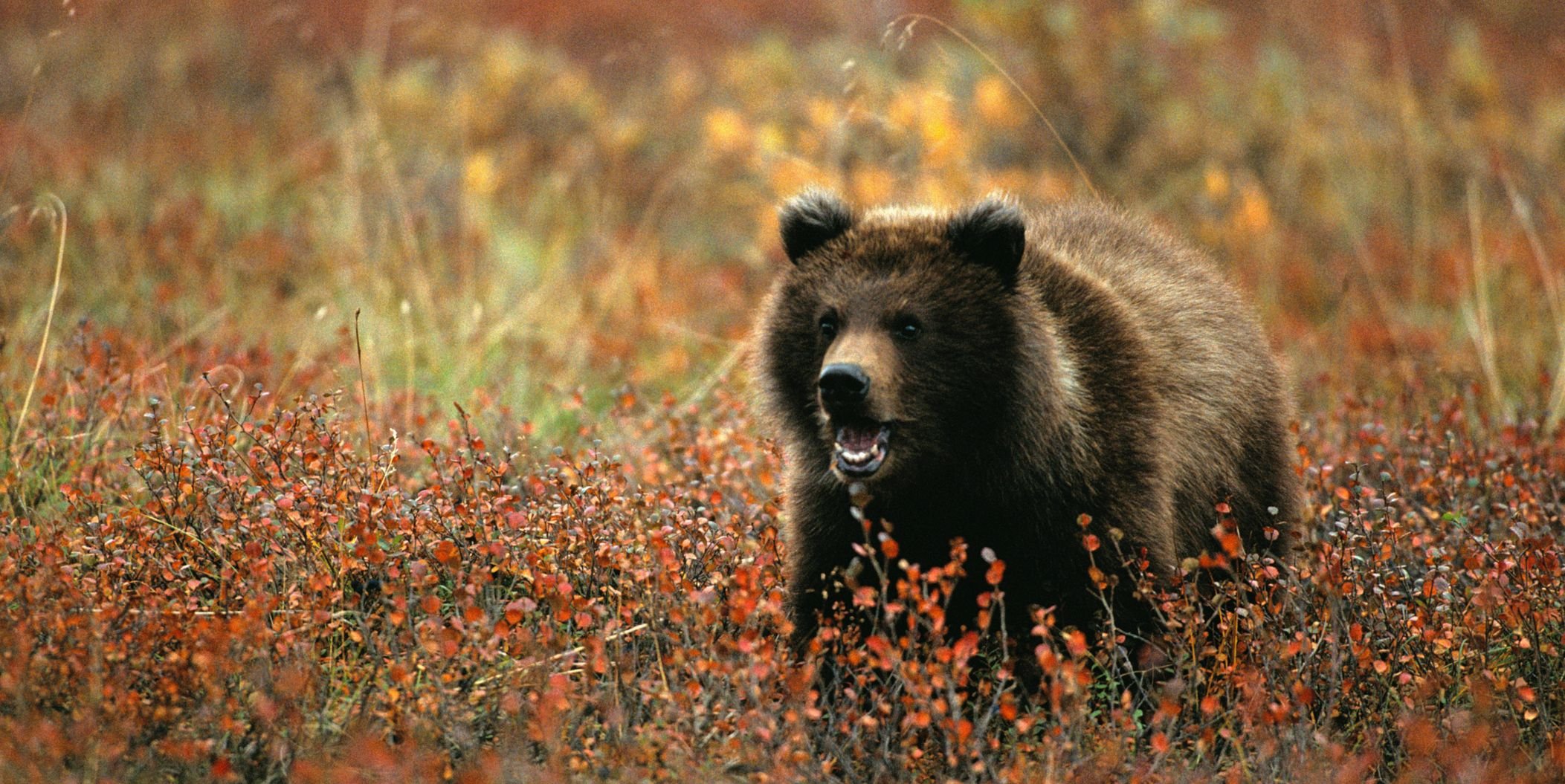 Какие медведи в тундре. Бурый медведь в тундре. Бурый Камчатский медведь тундра. Бурый медведь в лесотундре. Камчатский бурый медведь.