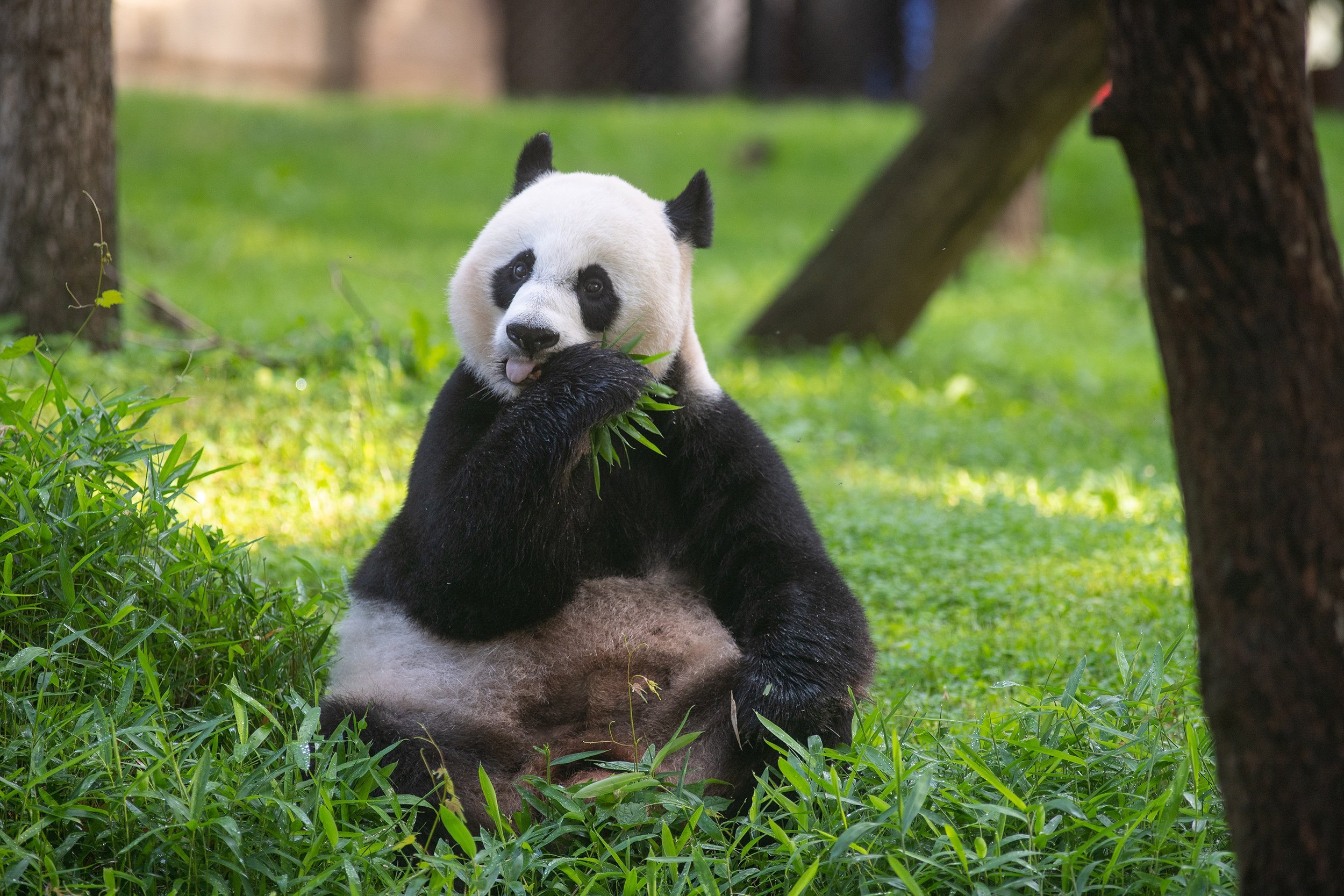 Панда. Панда Евразии. Мэй Сян Панда. Большая Панда эндемик. Панды в Австралии.