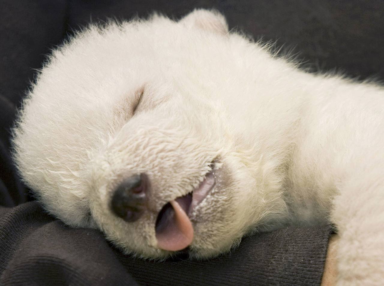 Мишка лег спать. Спящий белый медведь. Спящие медвежата. Маленький белый Медвежонок.