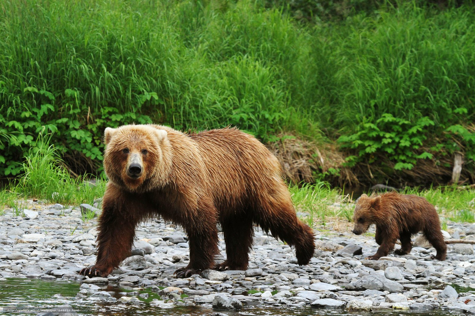Ч бурый медведь. Тяньшанский бурый медведь. Тяньшанский бурый медведь (Ursus arctos isabellinus Horsfield, 1826 ). Тяньшанский бурый медведь бурые медведи. Образ жизни бурого медведя.