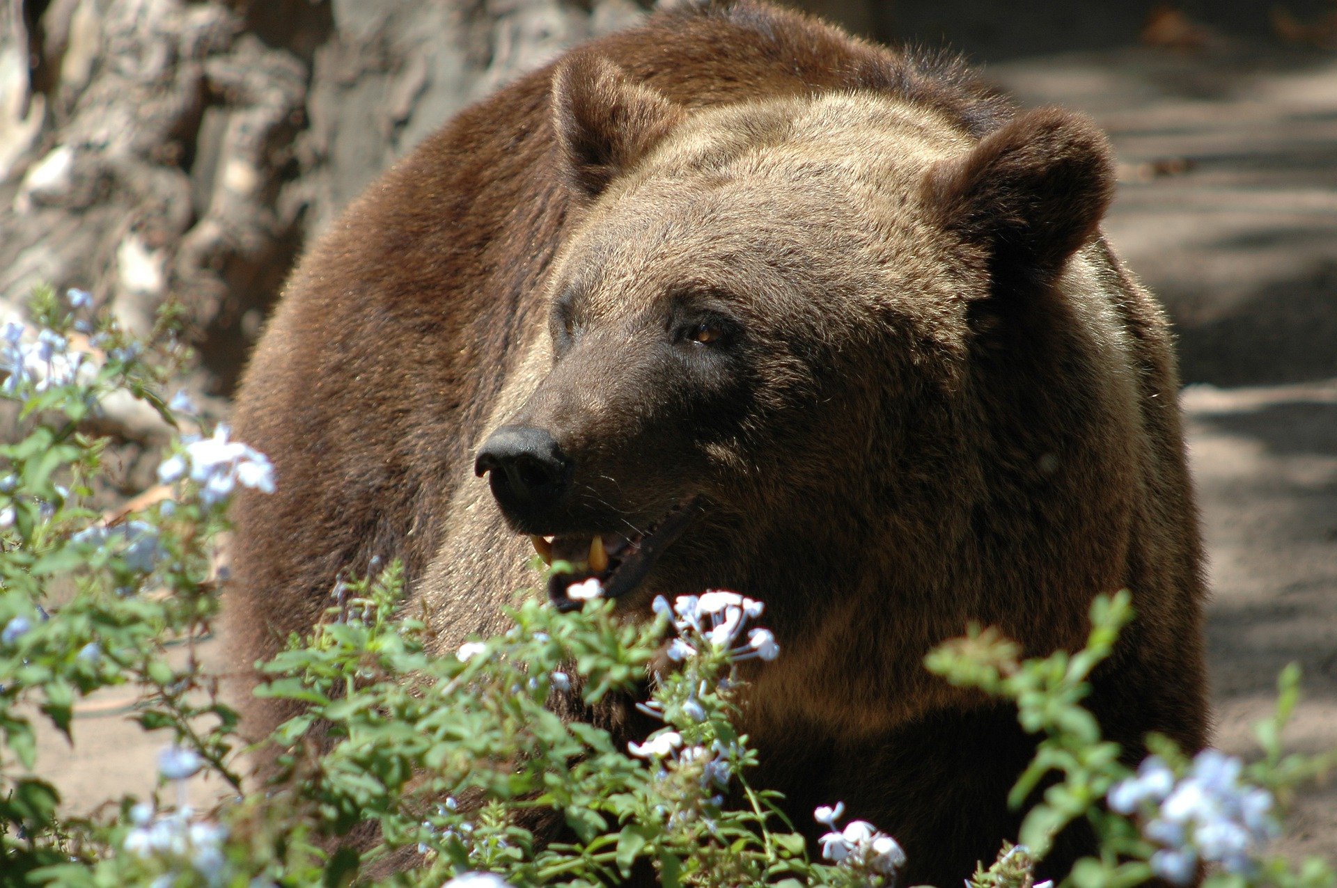 Бурый медведь порядок. Калифорнийский бурый медведь. Бурый медведь Сахалин. Закавказский бурый медведь. Бурый медведь в Подмосковье.