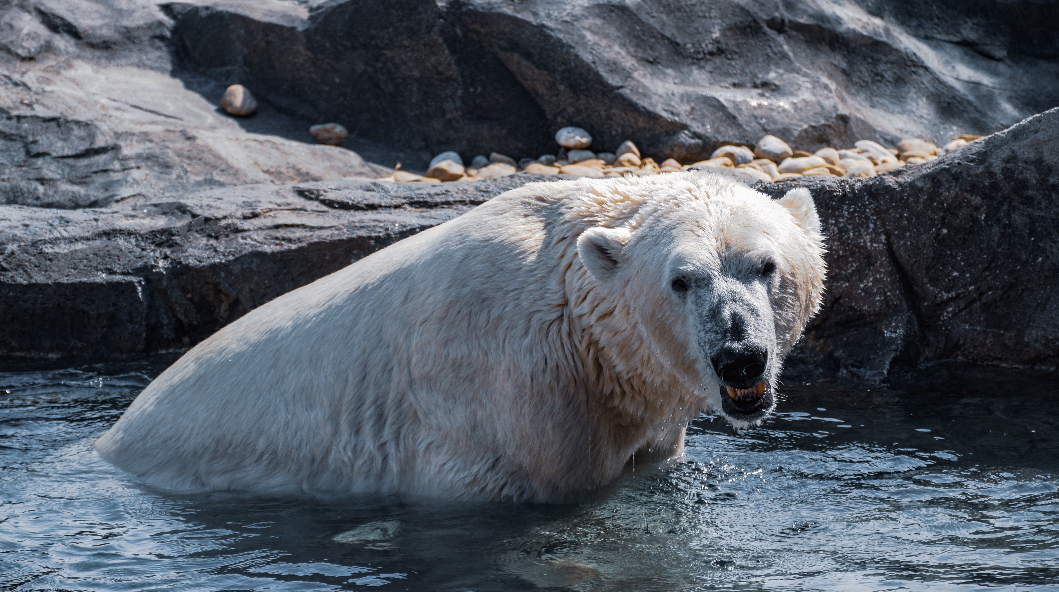 Дикая природа белого медведя. Белый медведь. Белый медведь в дикой природе. Белый медведь плавает. Белый медведь фото.