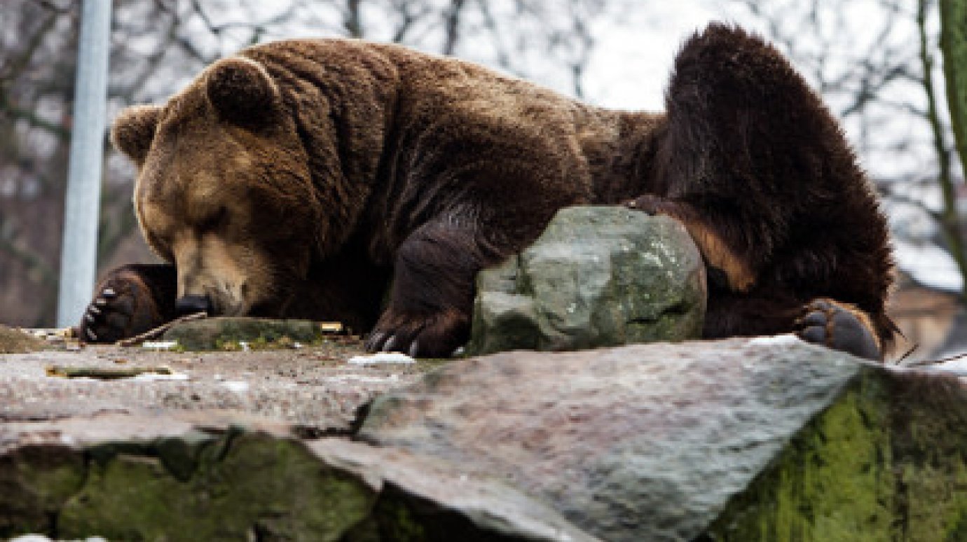 Медведь умеет читать. Бурый медведь Магадан. Ленинградский зоопарк бурый медвежатник. Медведь Пестун. Медведи в Магадане.