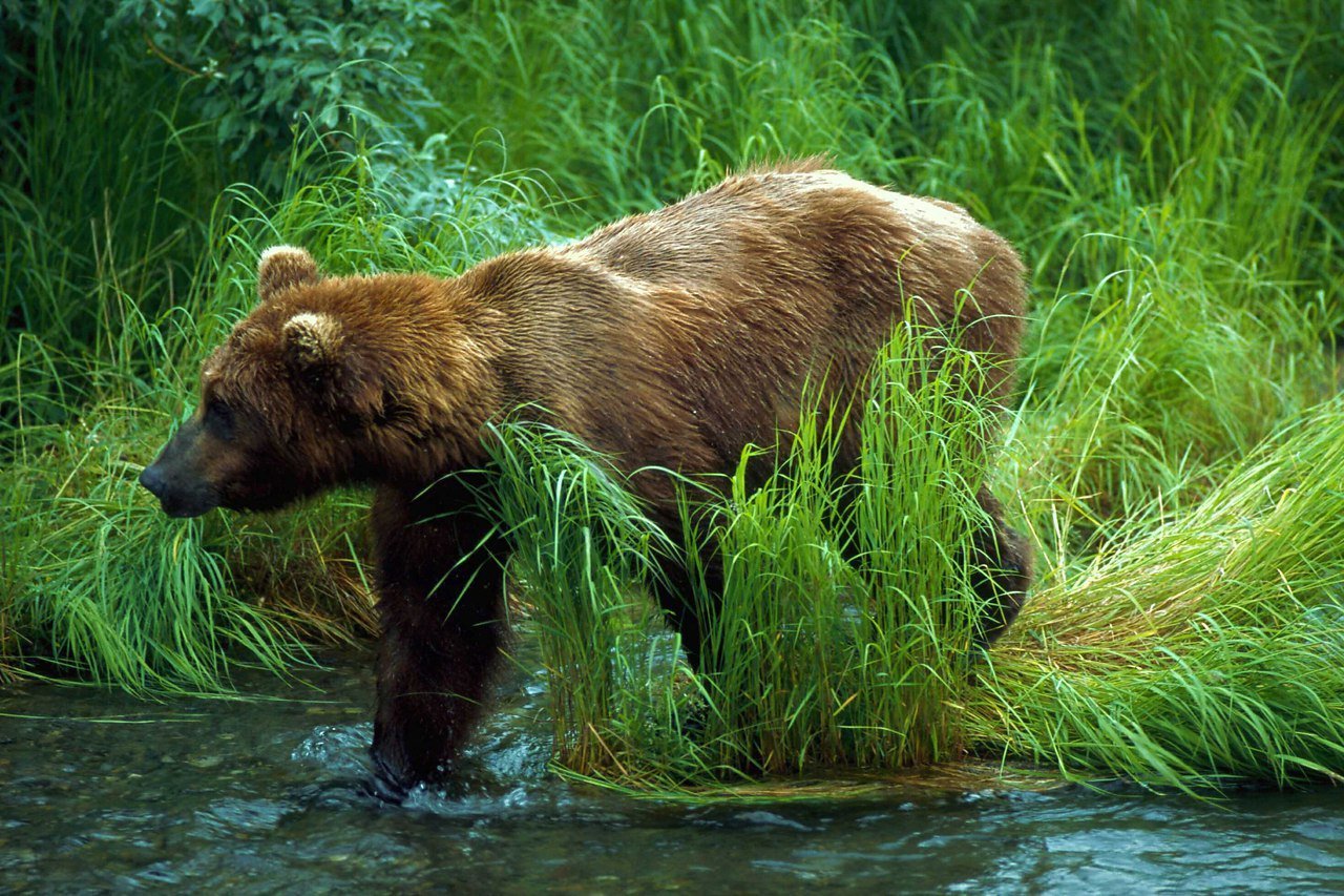 Животное тайги бурый медведь. Бурый медведь в тайге. Животный мир тайги бурый медведь. Среда обитания бурого медведя. Медведь на реке.