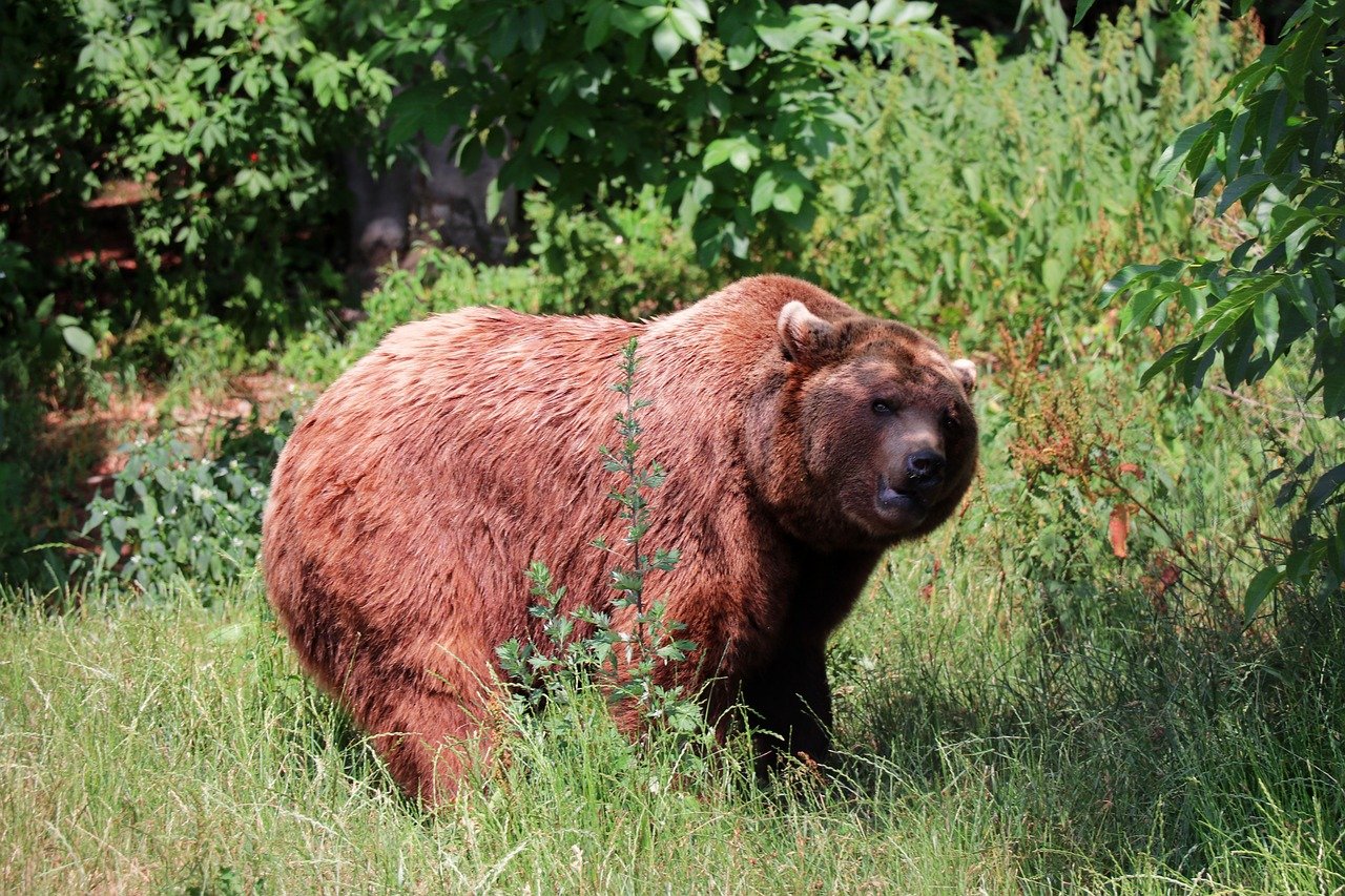 Скорость сибирского медведя. Большой бурый медведь Кадьяк. Кантабрийский бурый медведь. Самый большой бурый медведь Кадьяк. Самый большой медведь Кадьяк 1200 кг.