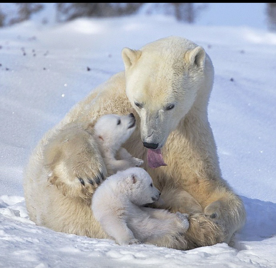 Буран и медвежата. Медведица с медвежатами. Белый медведь. Белая Медведица с медвежонком. Белый Медвежонок с мамой.