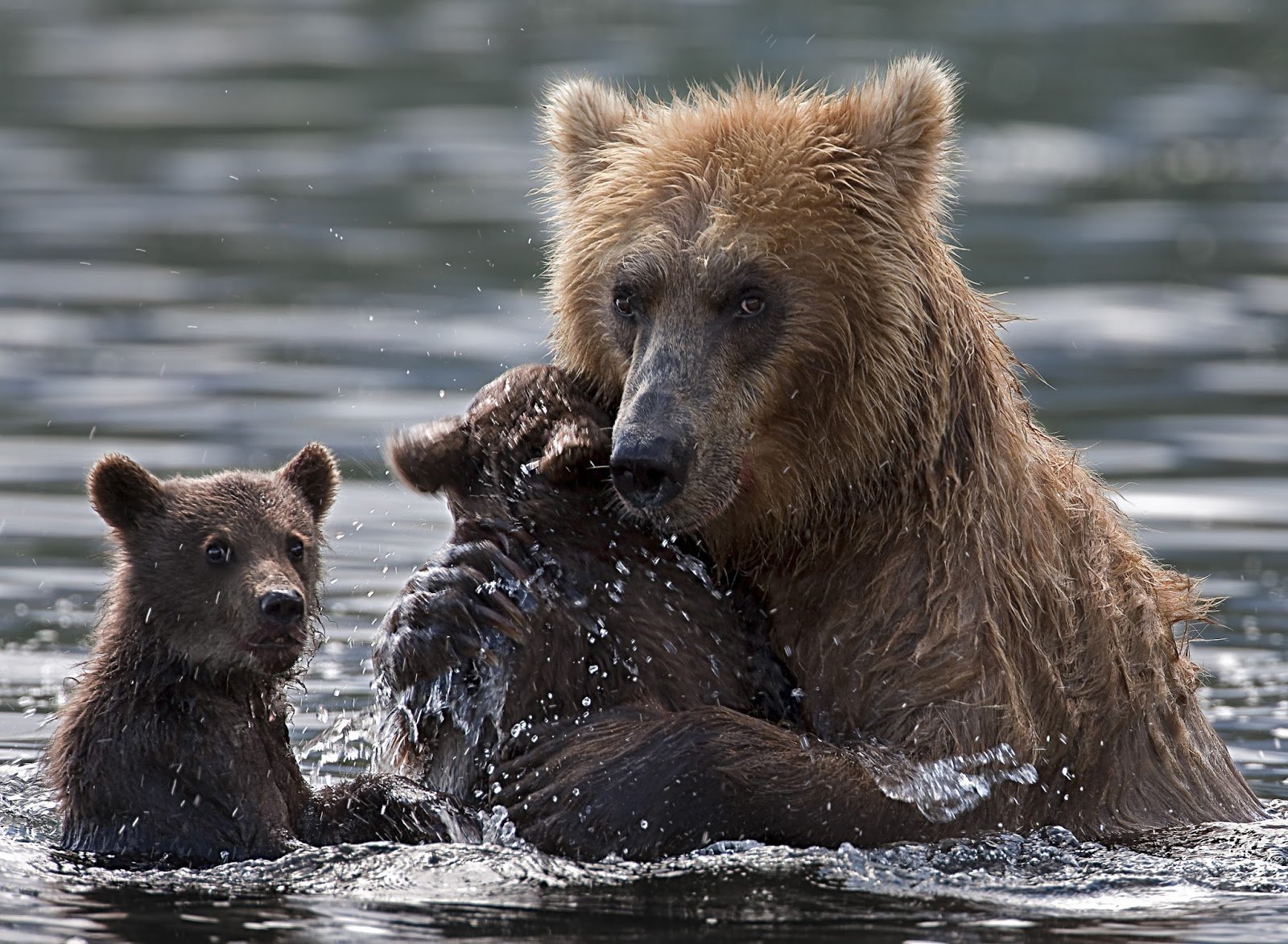 Медведь купается. Купание медвежат Бианки. Медведица с медвежатами. Медведица купает медвежат.