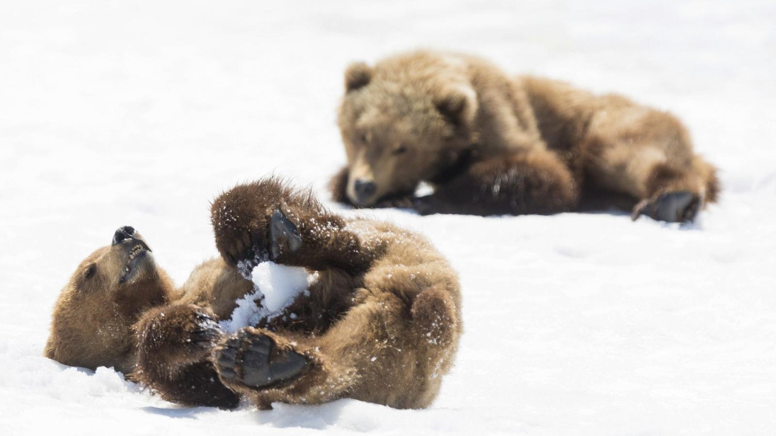 Медведь в сугробе. Бурый медведь в берлоге. Бурый медведь зимой в берлоге. Медведь зимой. Медведица с медвежатами в берлоге.