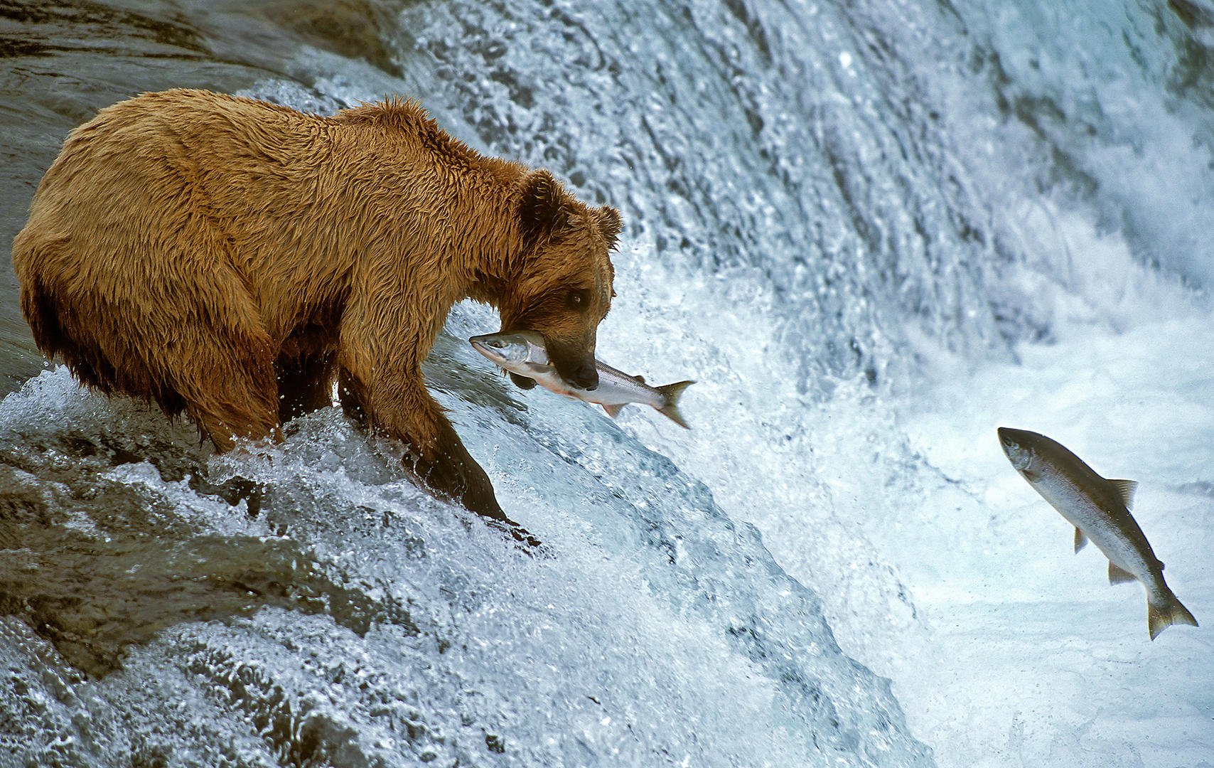 Движение первых дикая природа. Животные охотятся. Медведь охотится на рыбу. Хищники в природе.