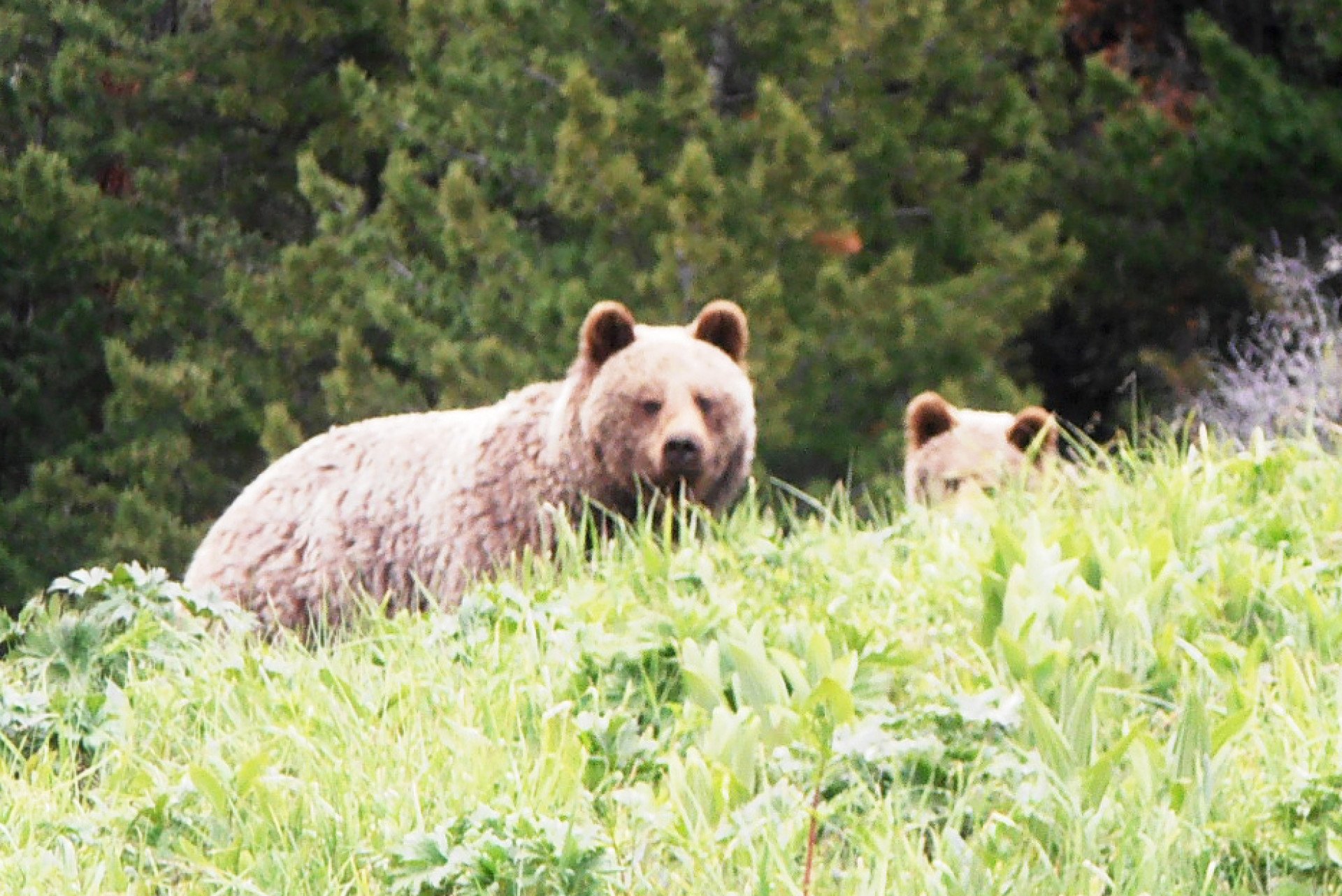 Популяция бурых медведей. Бурый медведь Алтайского заповедника. Катунский заповедник бурый медведь. Катунский биосферный заповедник животные.