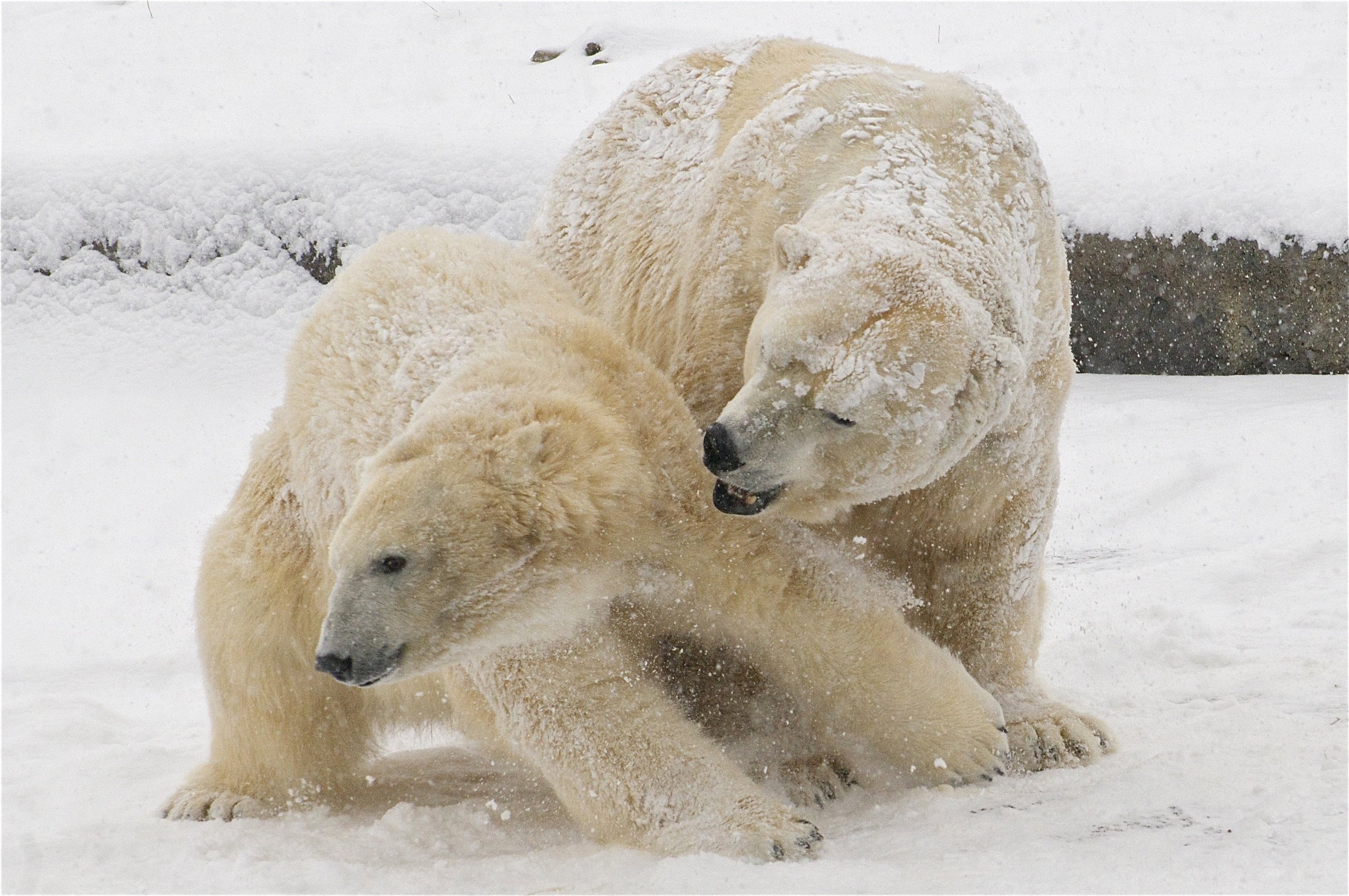 Дикая природа белого медведя