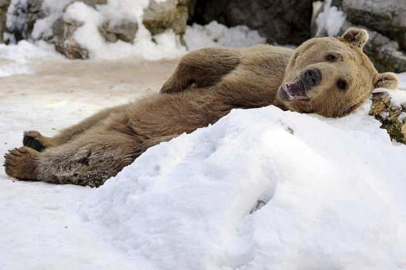 Медведь в сугробе. Бурый медведь в берлоге. Медведь Гризли в берлоге. Бурый медведь в спячке. Медведь зима.