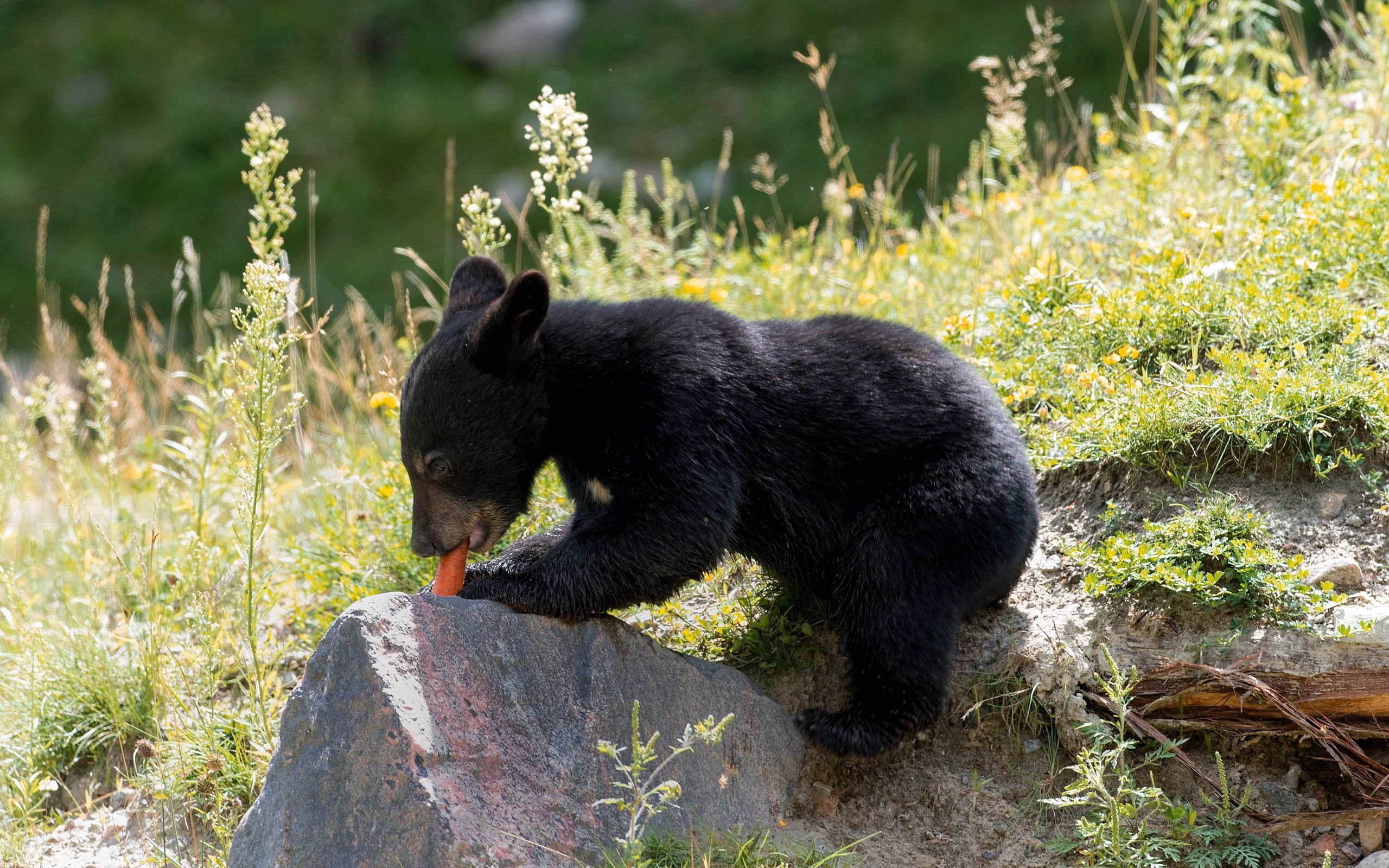 Питание медведя. Медвежонок. Медведь ест ягоды. Медвежонок ест ягоды. Маленький Медвежонок.
