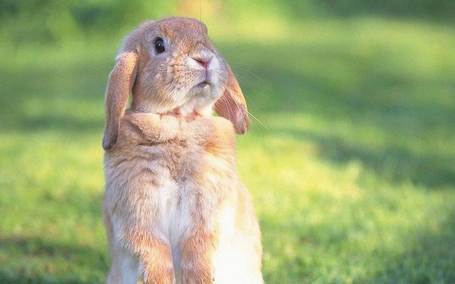 Смешные зайцы картинки. Кролик. Смешные кролики. Классный заяц. Прикольный заяц.