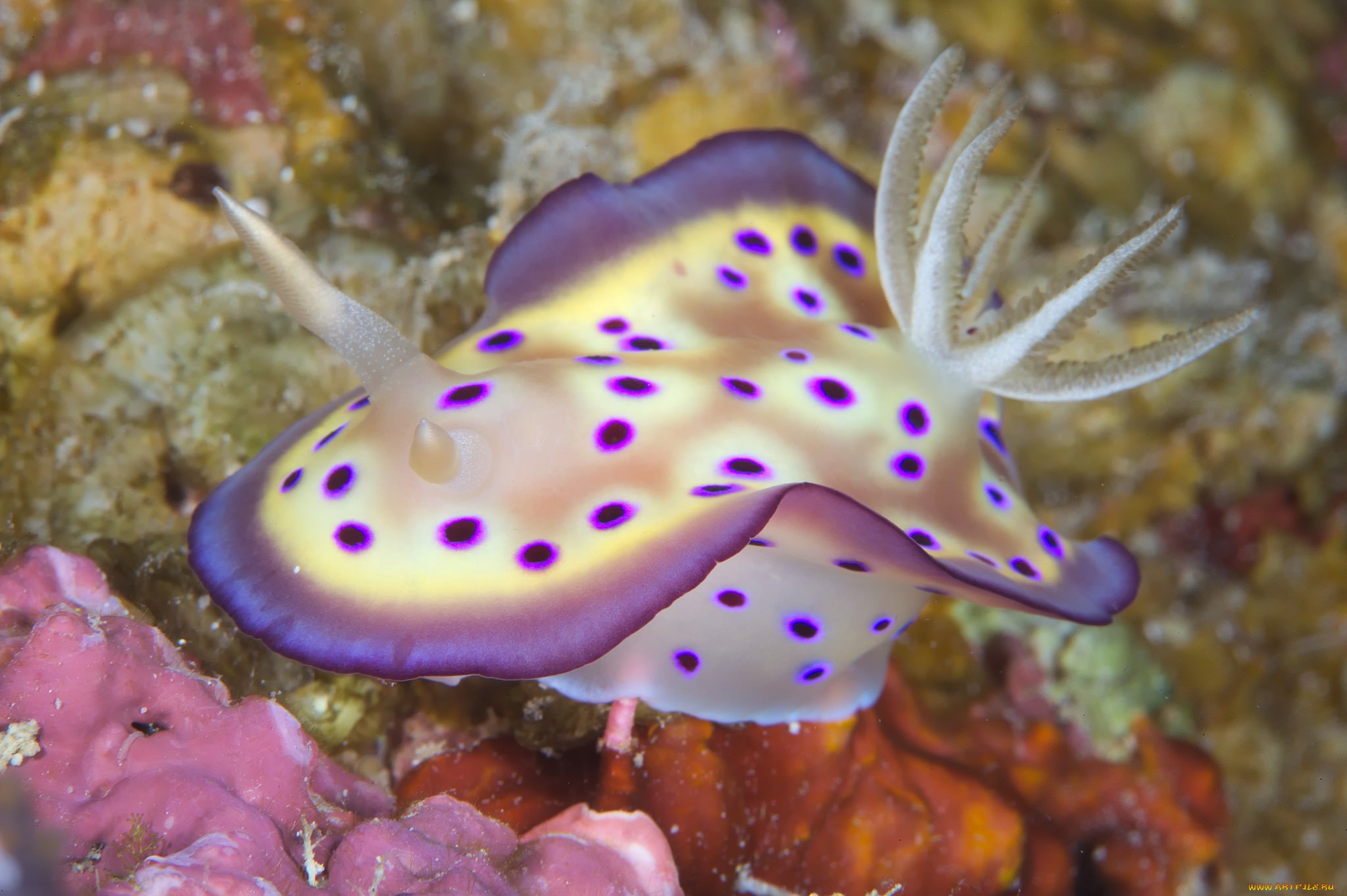 Необычные растения и животные океана. Голожаберные моллюски. Морской Голожаберный моллюск. Тритон моллюск. Морской заяц СЛИЗЕНЬ.