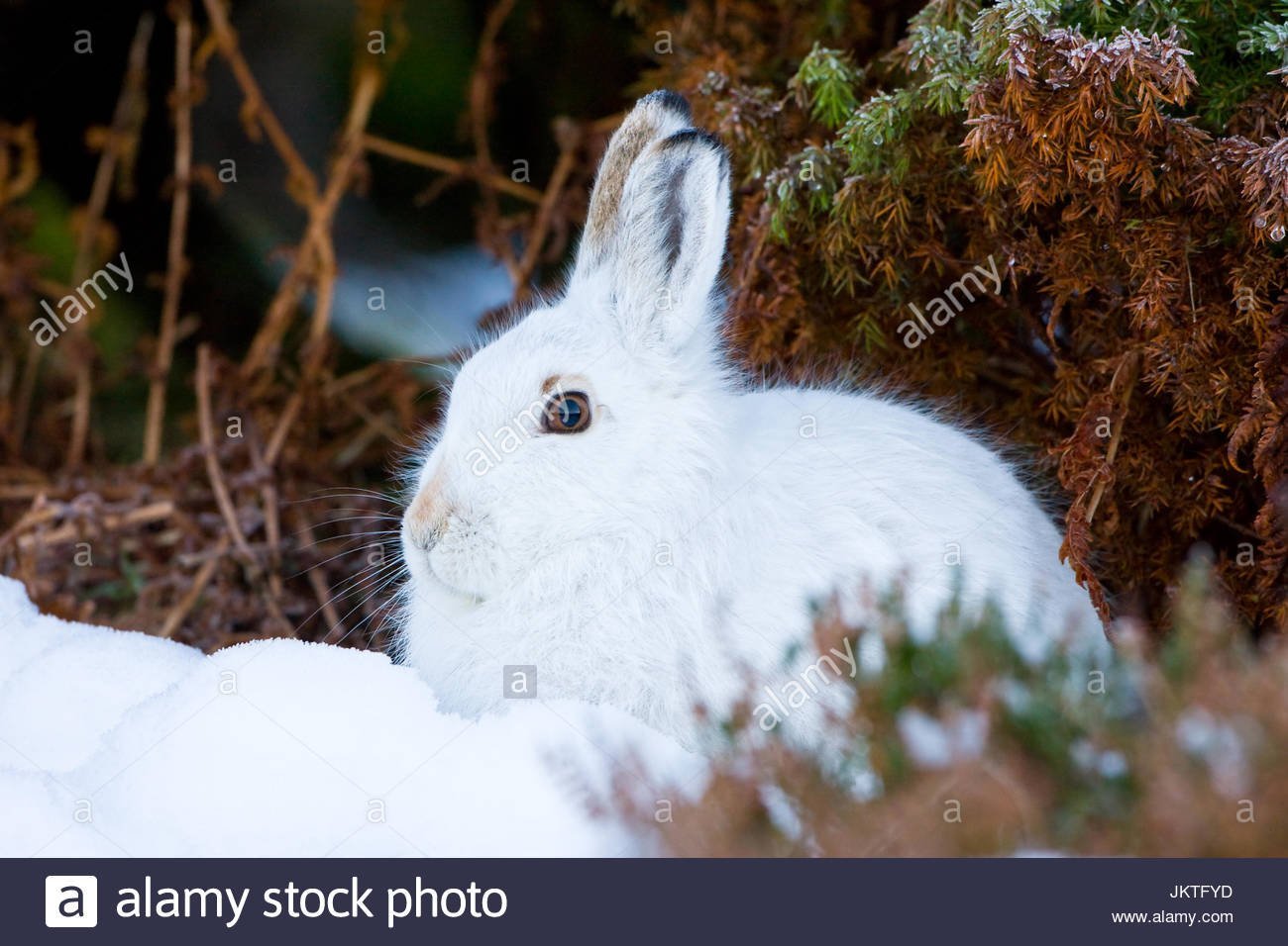 Изменение окраски шерсти у зайца беляка. Заяц Беляк белый. Заяц Беляк с зайчатами. Заяц Беляк Сибирь. Заяц Беляк в лесотундре.