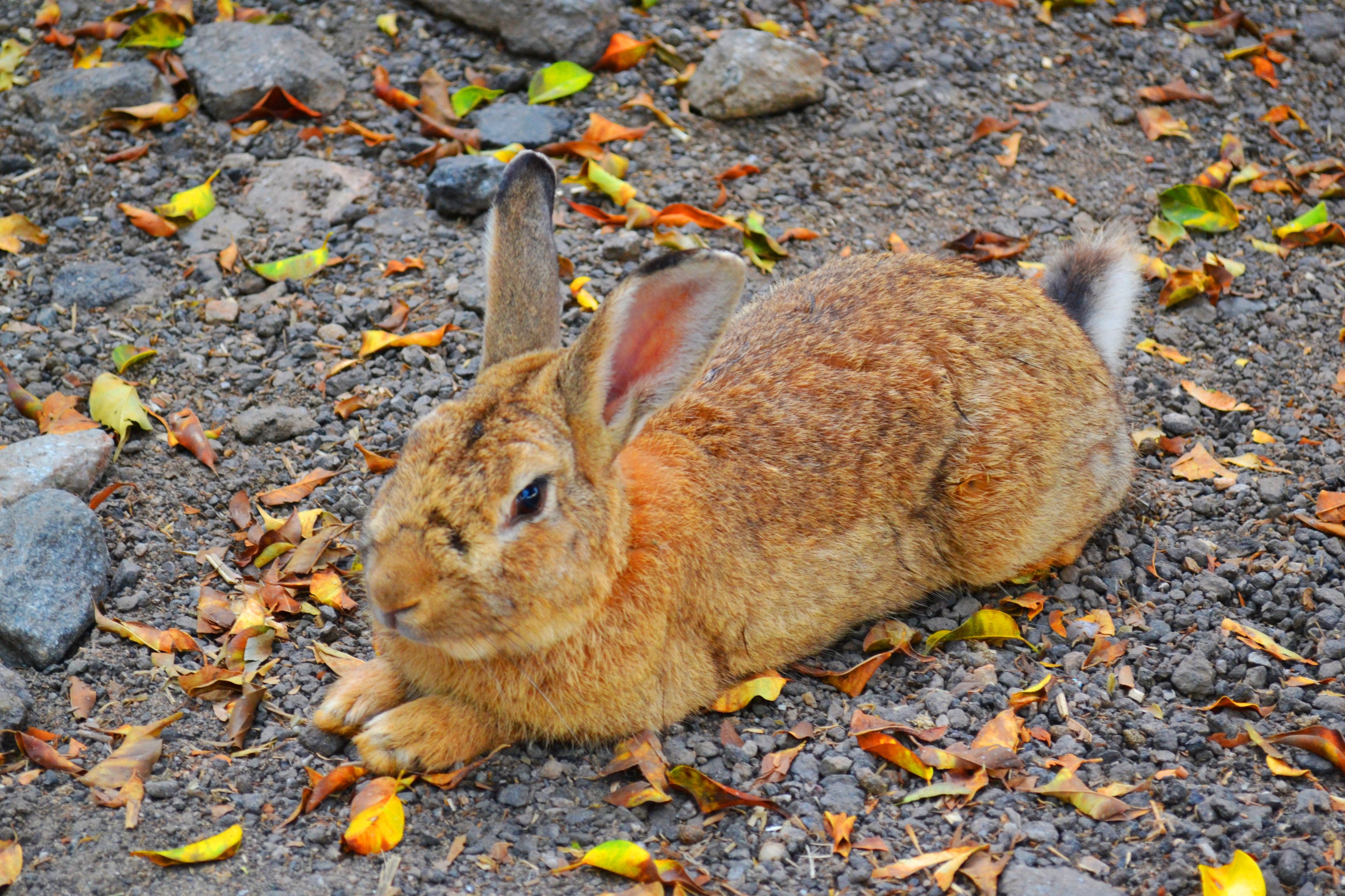 Зайчонок родившийся весной. Осенние Зайчата листопаднички. Заяц. Заяц осень. Зайчик осенью.