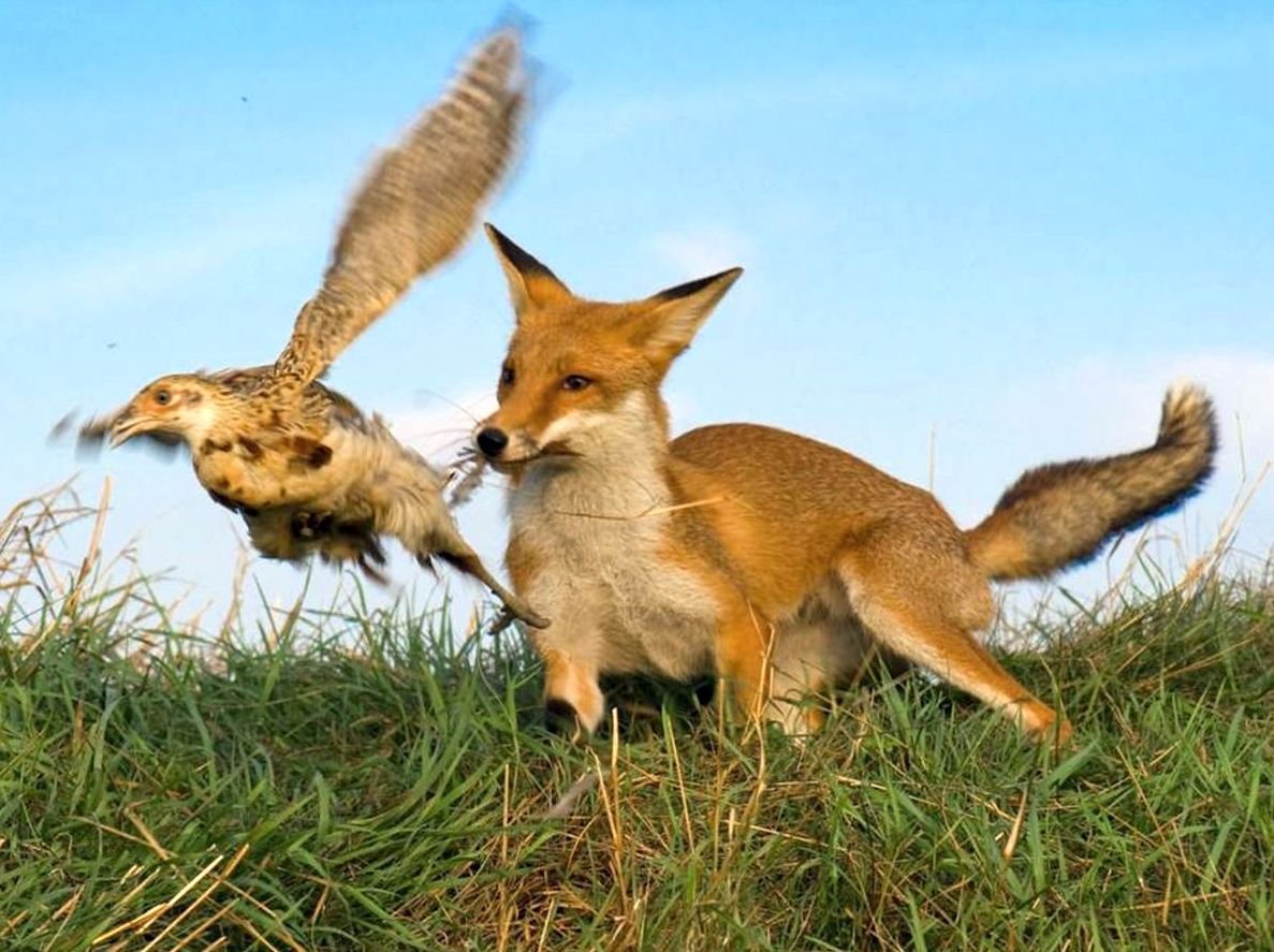 Какие отношения складываются между лисой и зайцем. Лиса. Охота лисы. Лиса на охоте. Лиса с добычей.