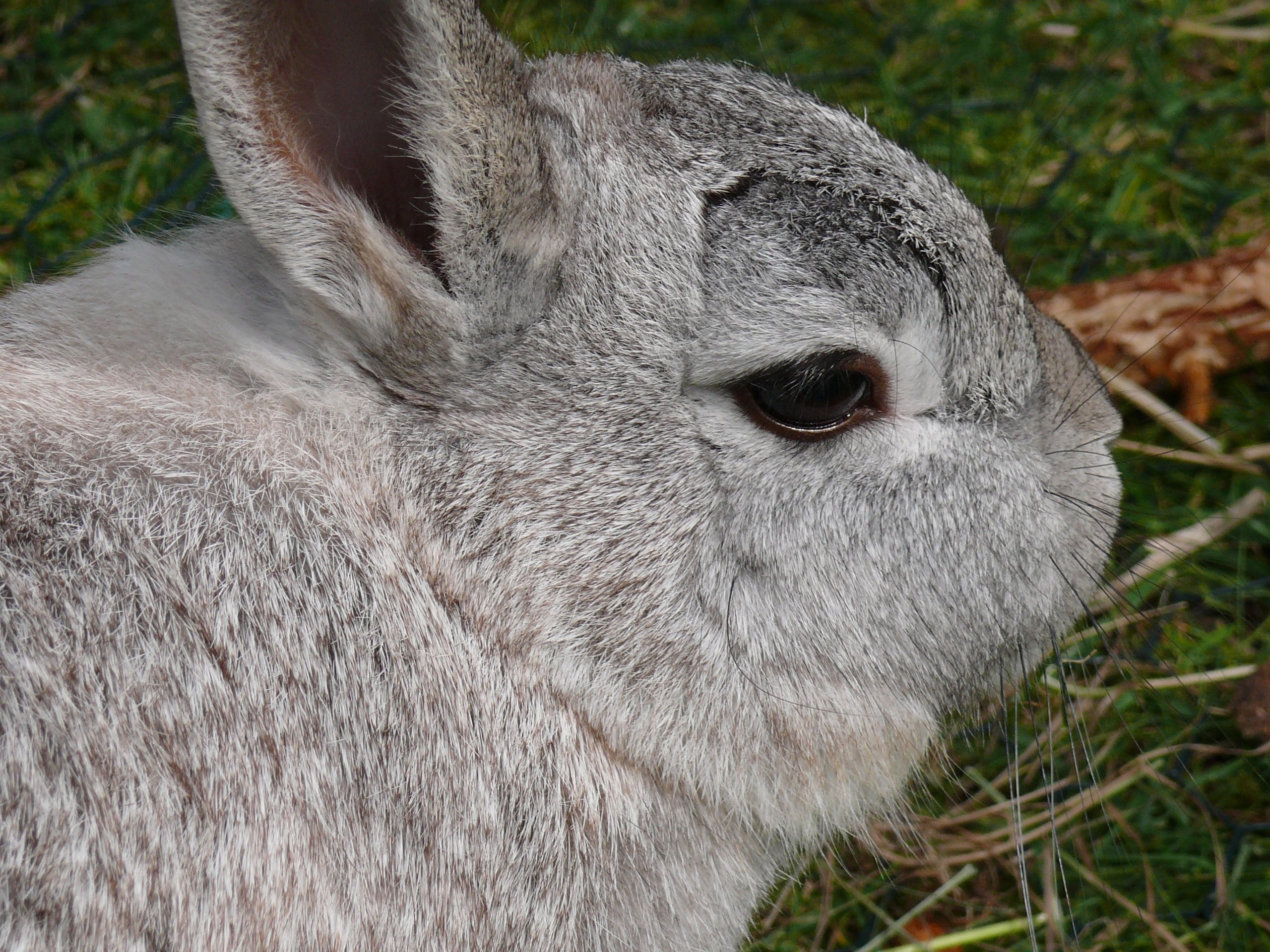 К чему снится кролик серый. Карликовый шиншилловый кролик. Серый великан кролик. Кролики светло-серый. Заяц серый.