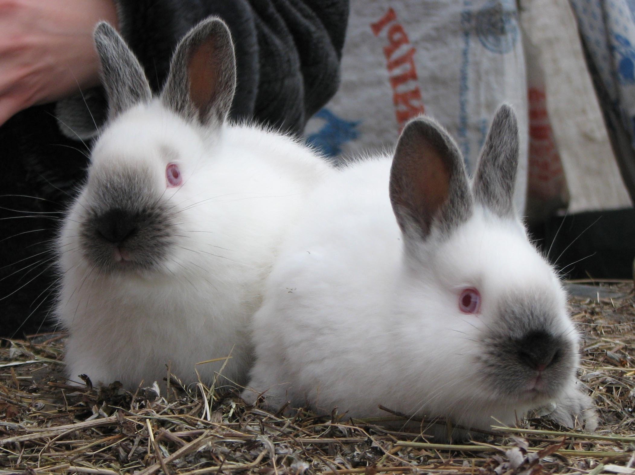 Шерсть гималайских кроликов. Калифорнийская порода кроликов. Кролик породы горностаевый (калифорнийский). Кролик Калиф. Кролик калифорниец.