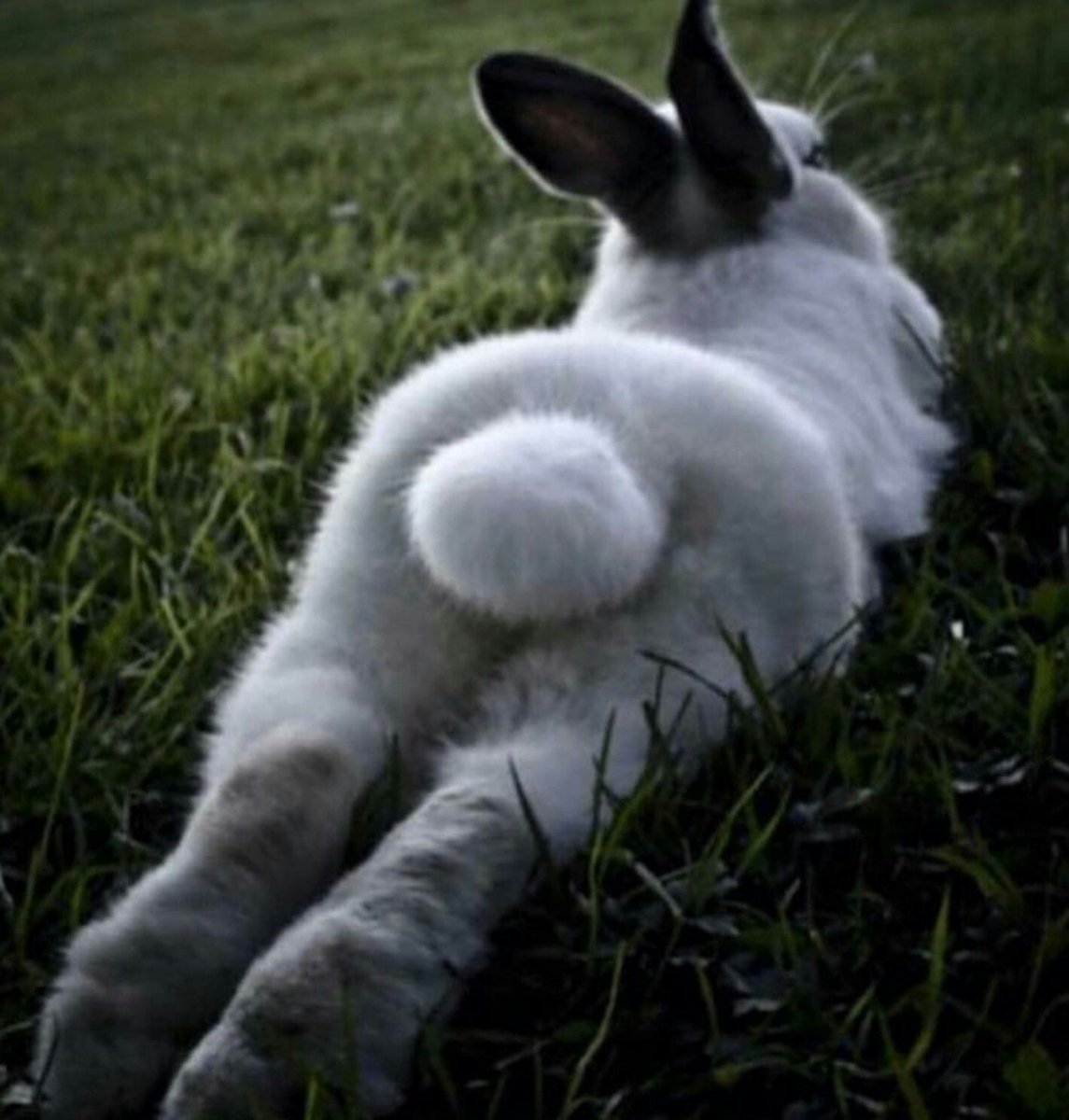 фото легких кролика