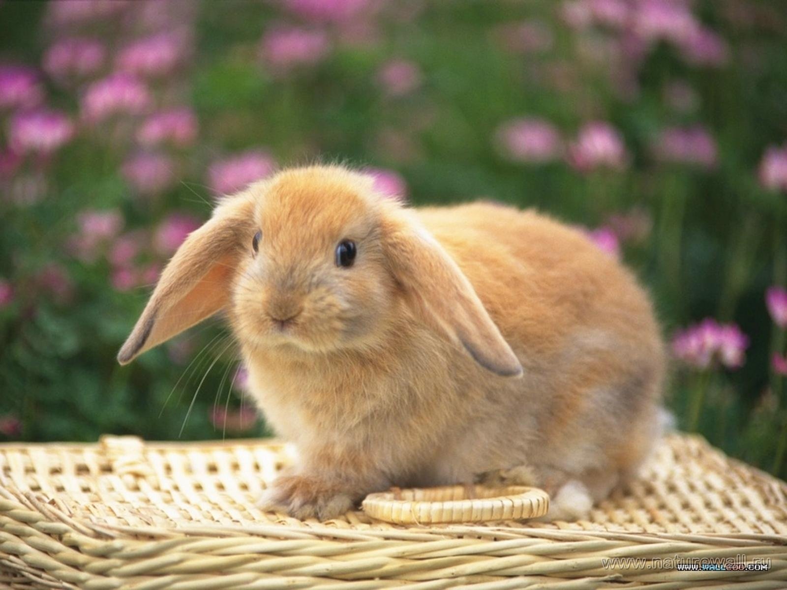Аккуратные животные. Красивый кролик. Милые кролики. Милый кролик. Красивые кролики маленькие.