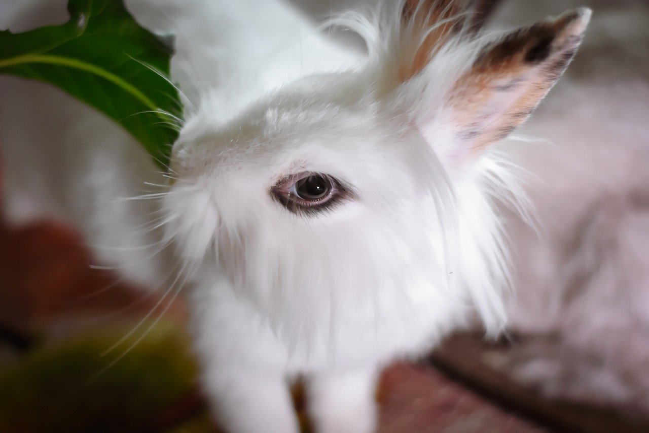 Лысый кролик (43 фото)