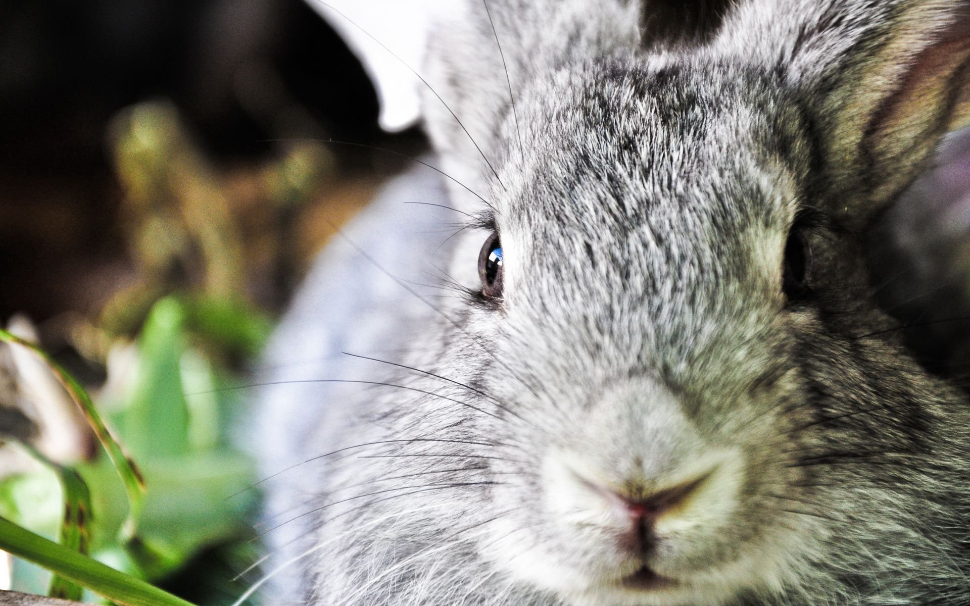 К чему снится кролик серый. Кролик картинка. Заставка на рабочий стол кролик. Милые кролики. Кролик серый морда.