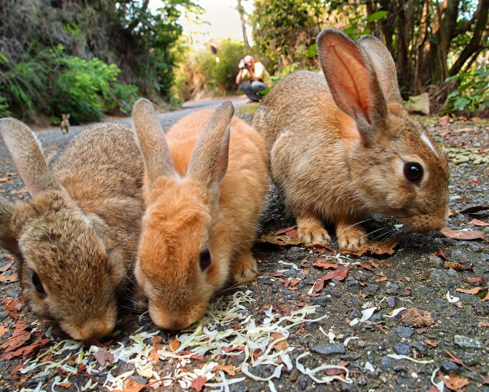 Каких животных завезли в австралию. Остров кроликов Окуносима. Остров кроликов в Японии. Кролик Испания кроличий остров. Дикий австралийский кролик.