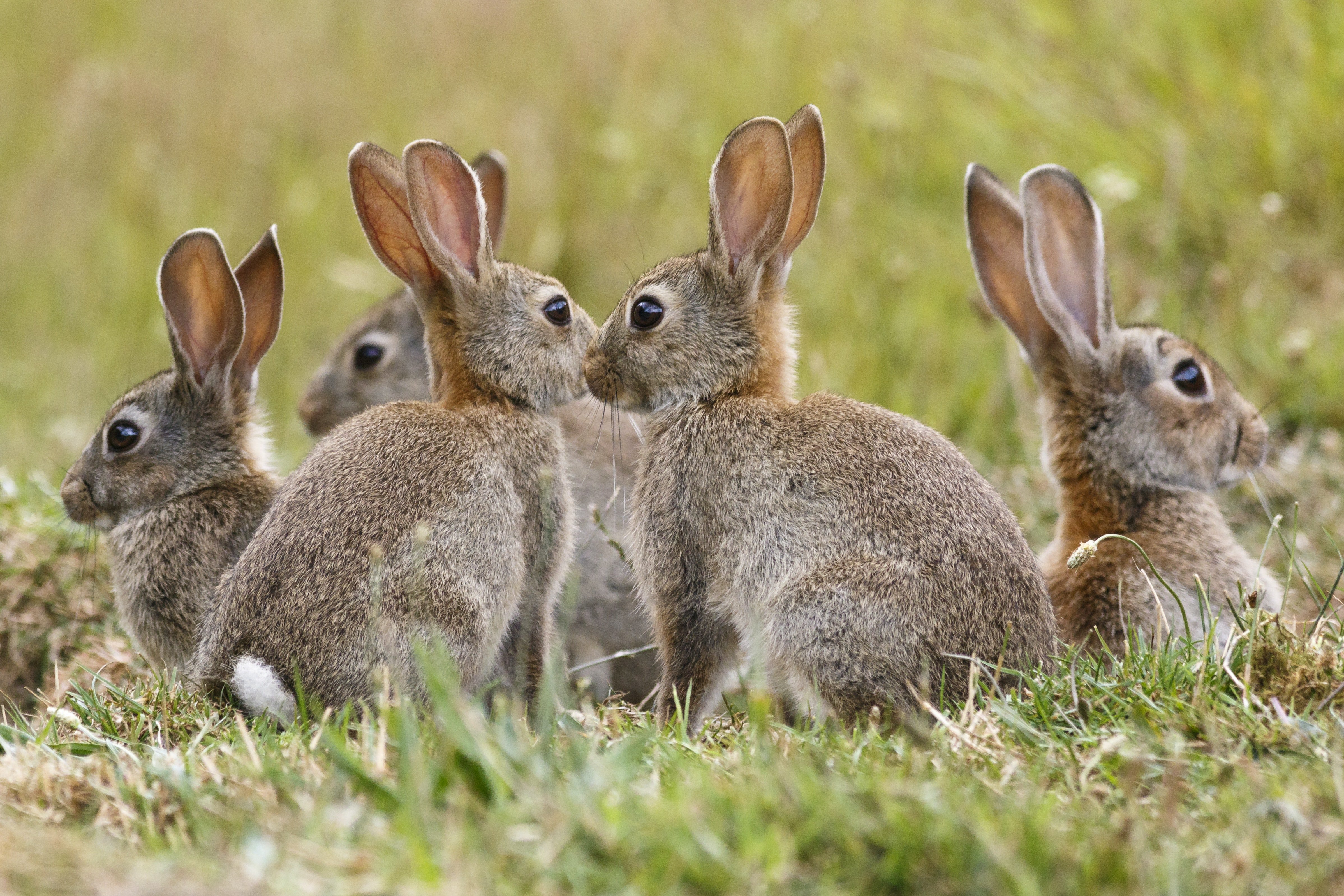 Мире животных зайцы. Кролики в Австралии. Дикий австралийский кролик. Популяция кроликов в Австралии. Заяц.
