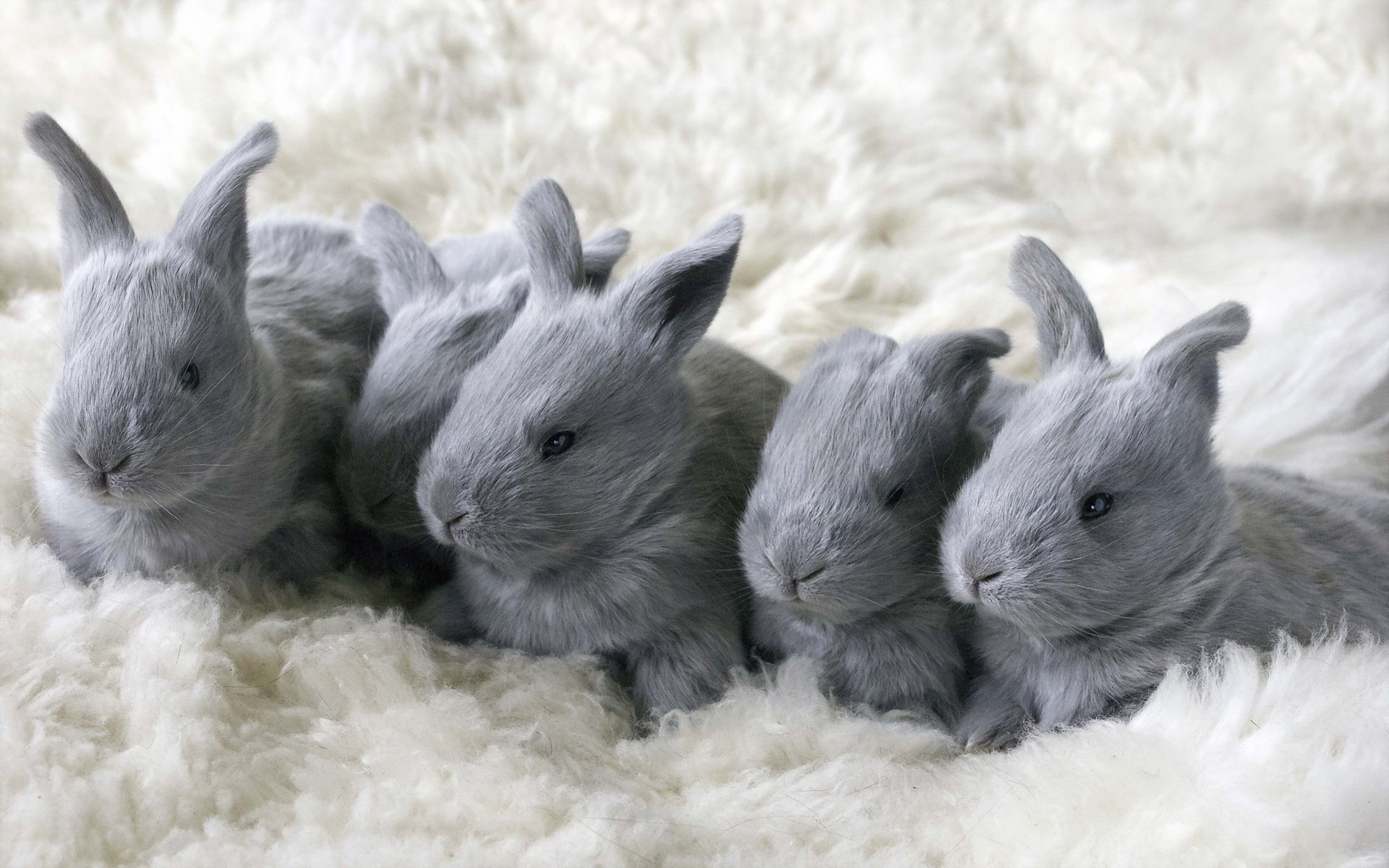 К чему снится кролик серый. Джунгарский кролик. Крольчата. Серый кролик. Кролик фото.
