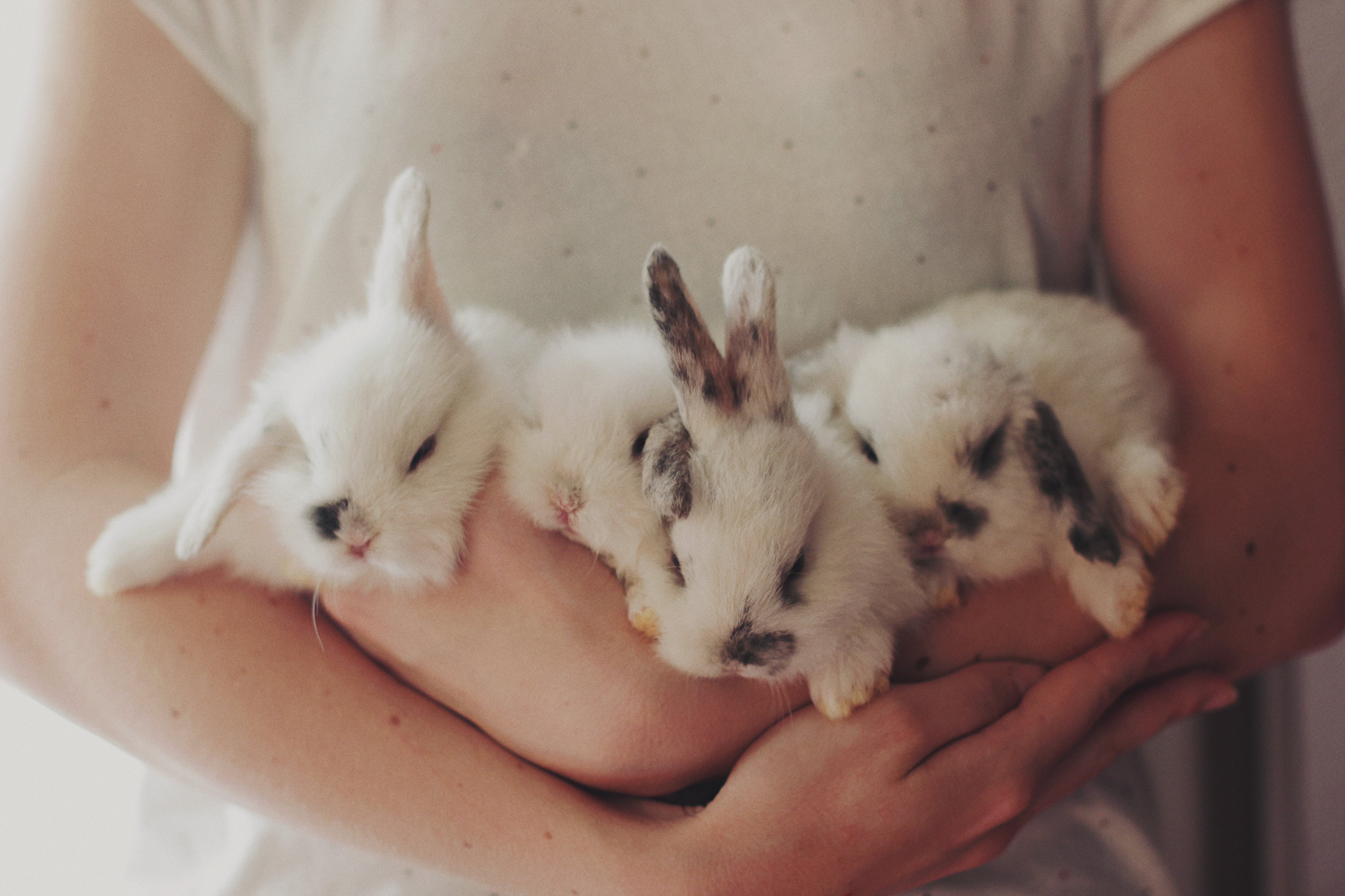 Большие и маленькие кролики