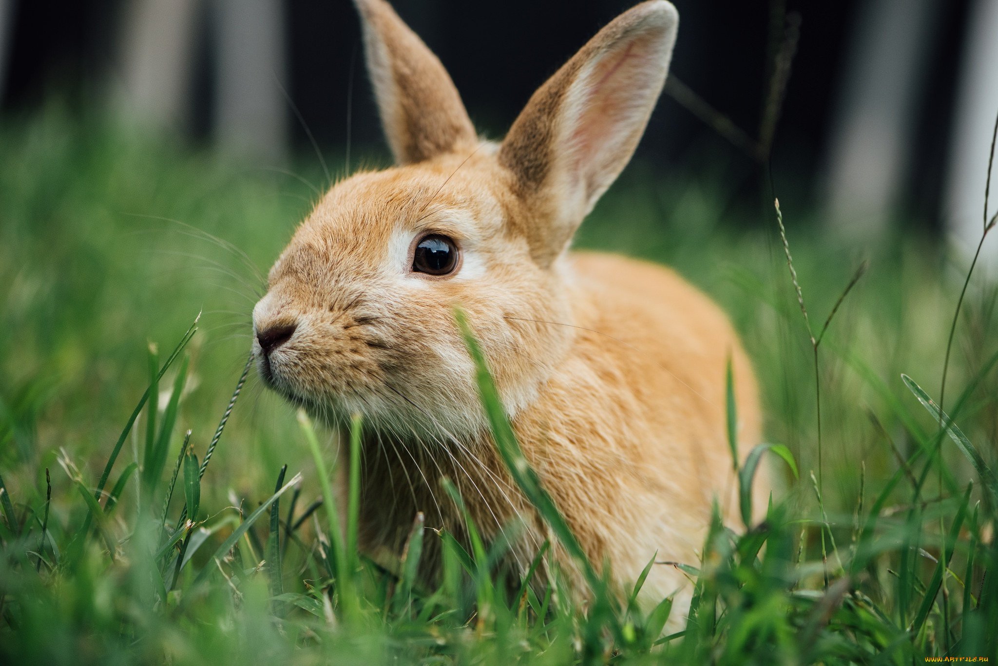 Grass animals. Кролик. Животные кролики. Красивый заяц. Рыжий заяц.