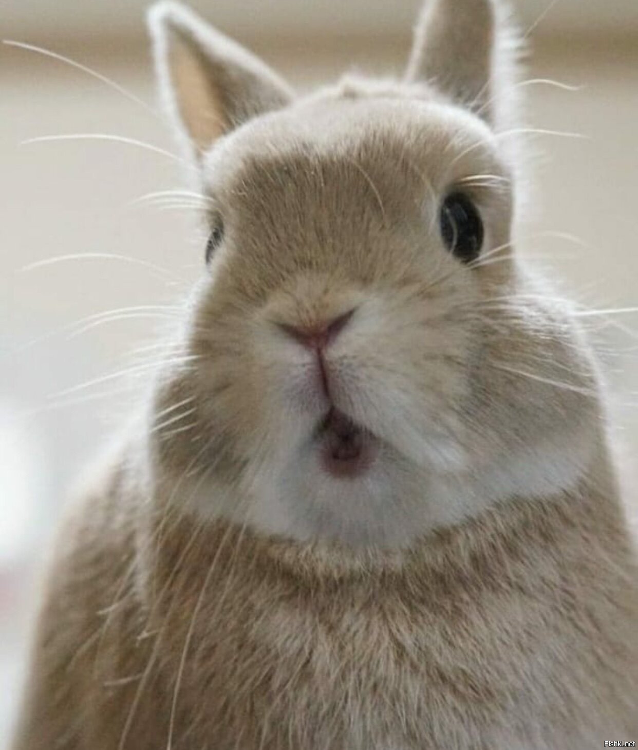 Глупый кролик. Смешные кролики. Смешной заяц. Кролик улыбается. Милый кролик.