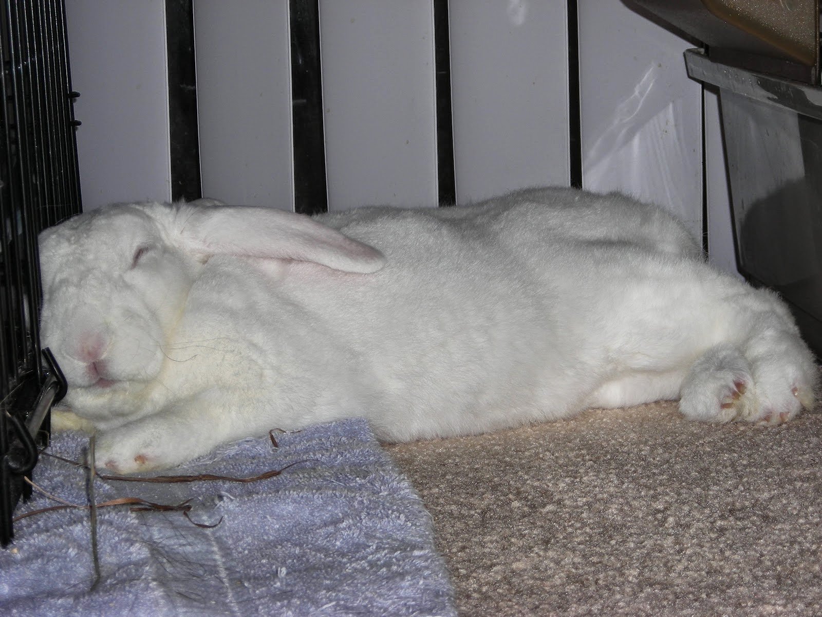 К чему снится кролик живой. Кролик во сне. Спящий кролик.