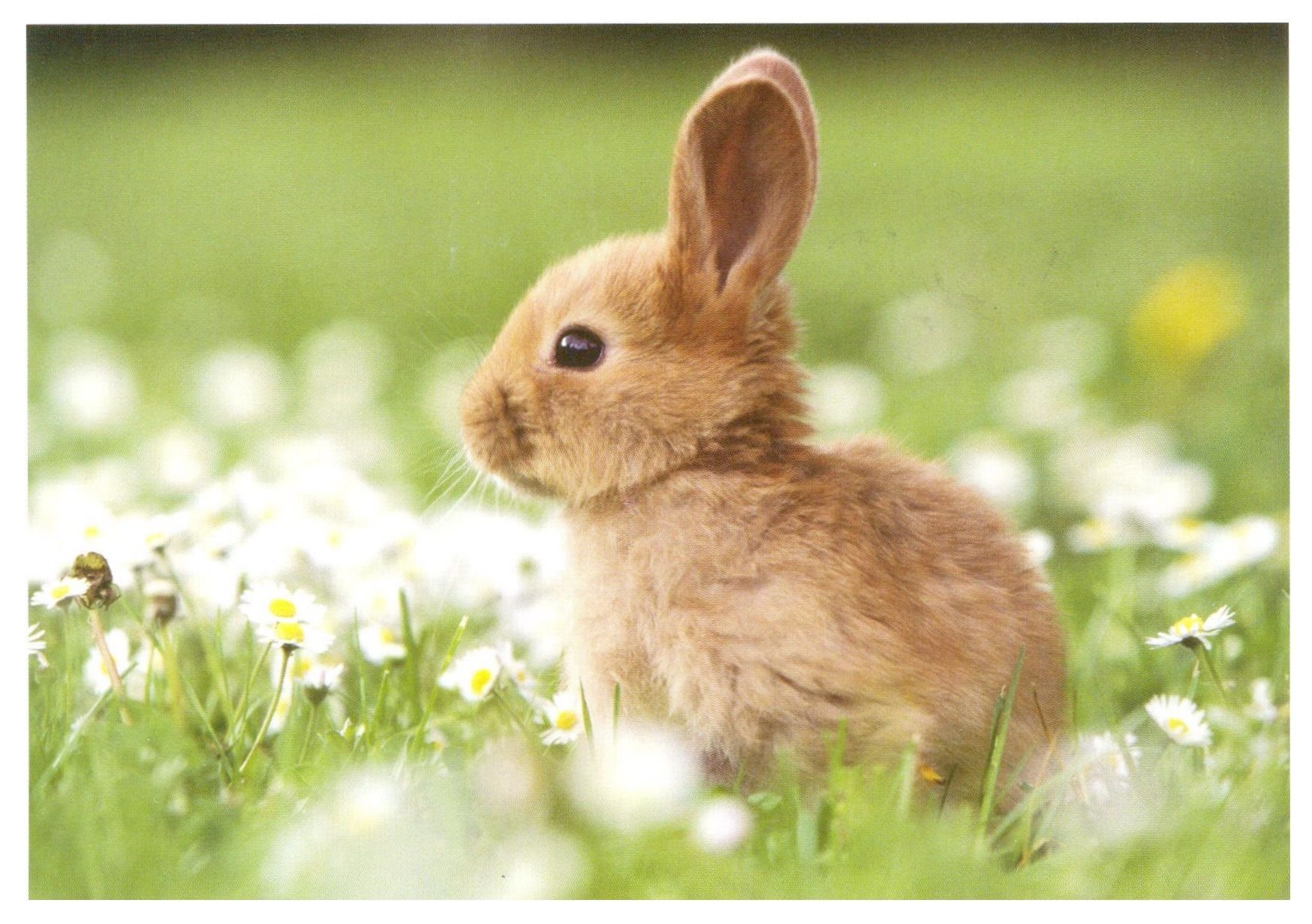 Искать зайку. Красивый заяц. Милые зайчики. Красивый кролик. Зайчик на природе.