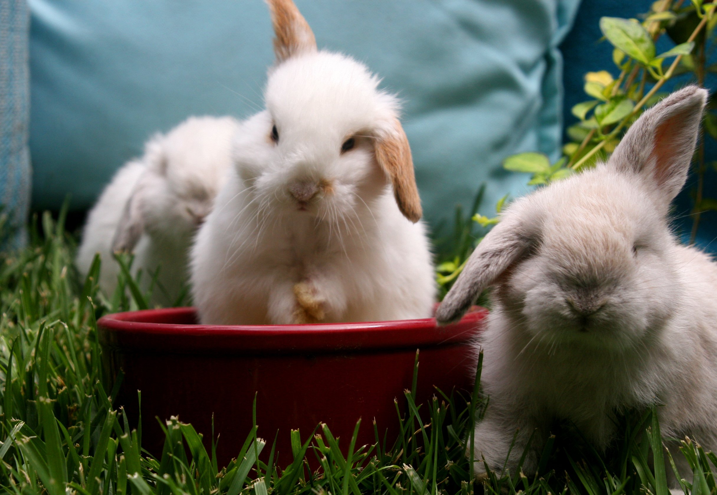 Большие и маленькие кролики. Хиколь кролики. Картинки на рабочий стол кролики. Самые милые кролики.