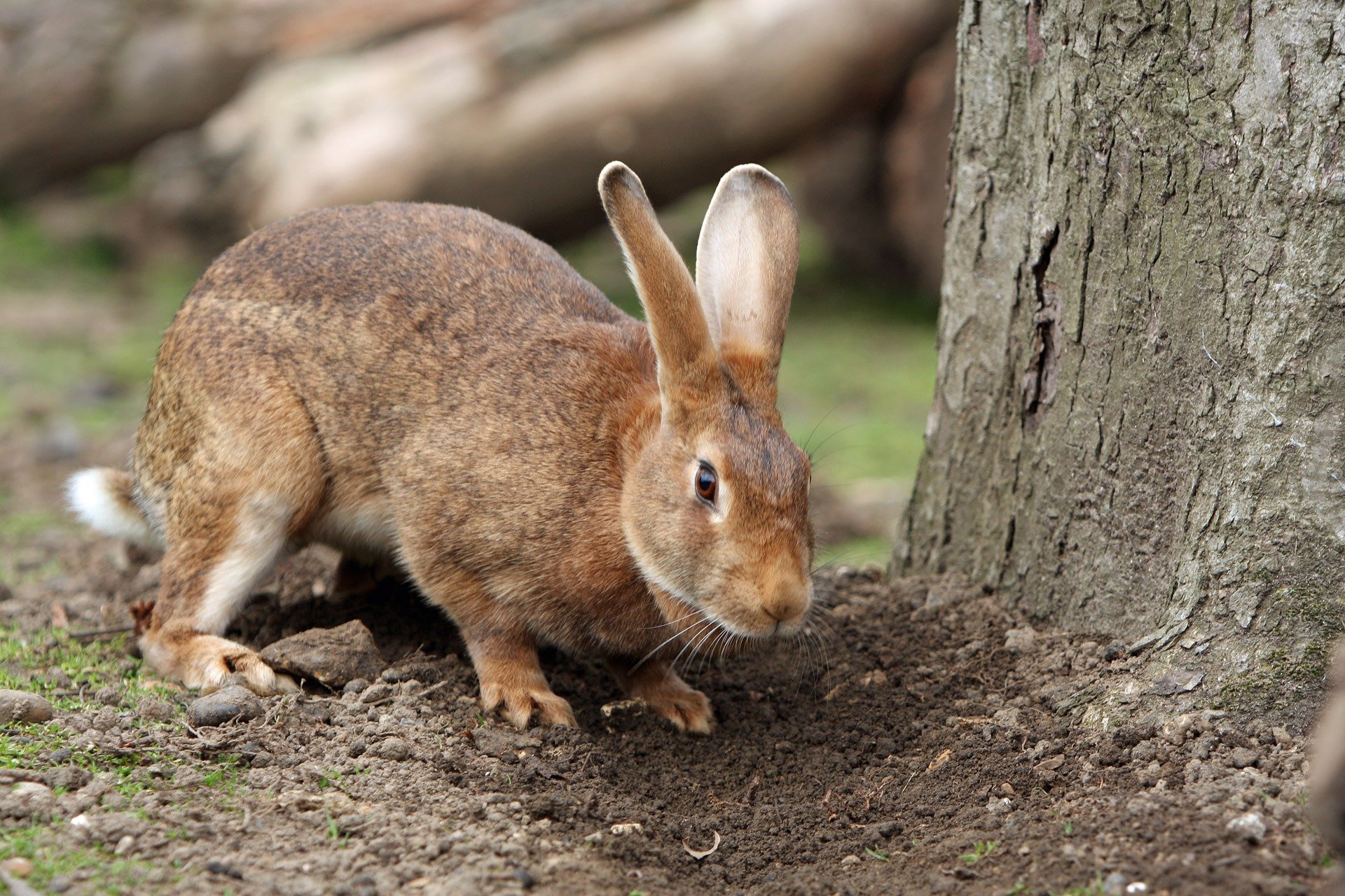 Изменение окраски шерсти кролика. Зайцеобразные млекопитающие. Отряд зайцеобразные. Коричневый заяц. Бурый заяц.