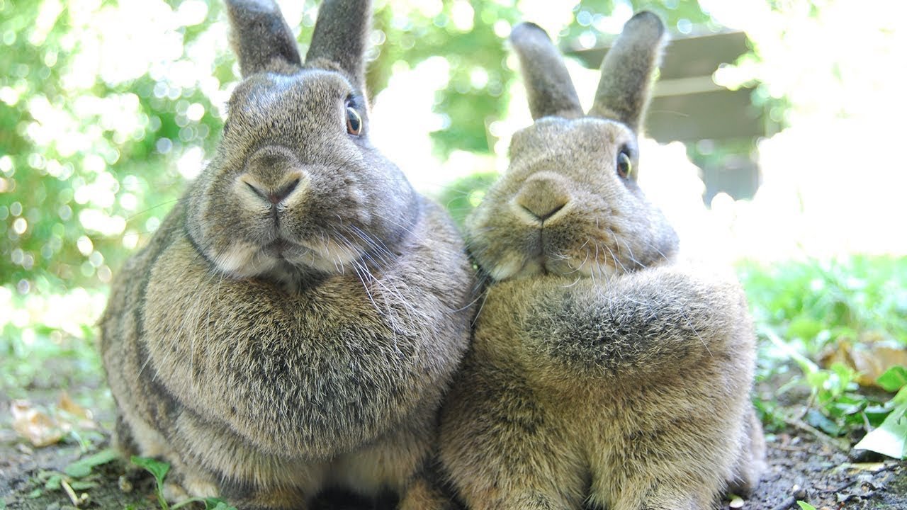 Сколько всего живут кролики. Толстый заяц. Мясные кролики. Вирус миксоматоза кроликов.