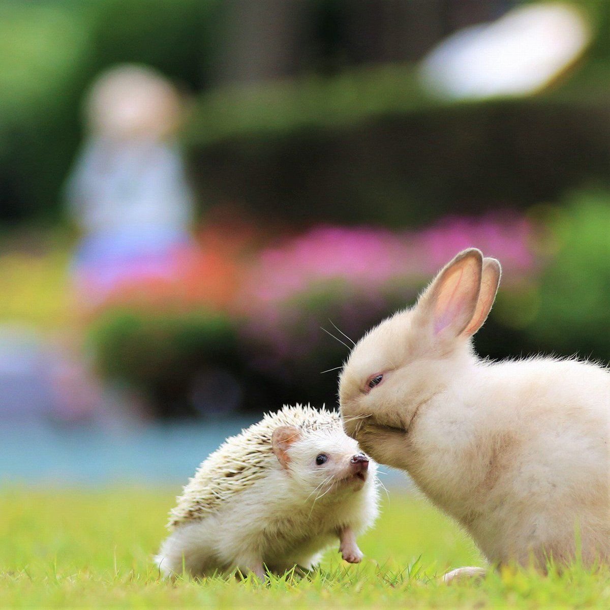Зайка целует. Милые зайчики. Зайчик и Ёжик. Маленький Зайка. Зайчата любовь.