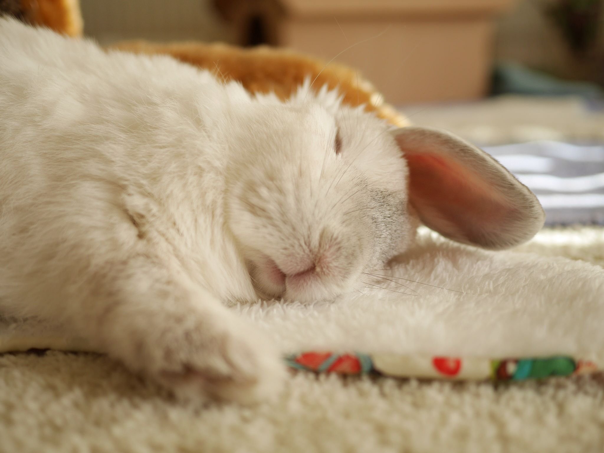 Уставшая зайка. Спящий кролик. Спящий зайчик. Спящий Зайчонок.