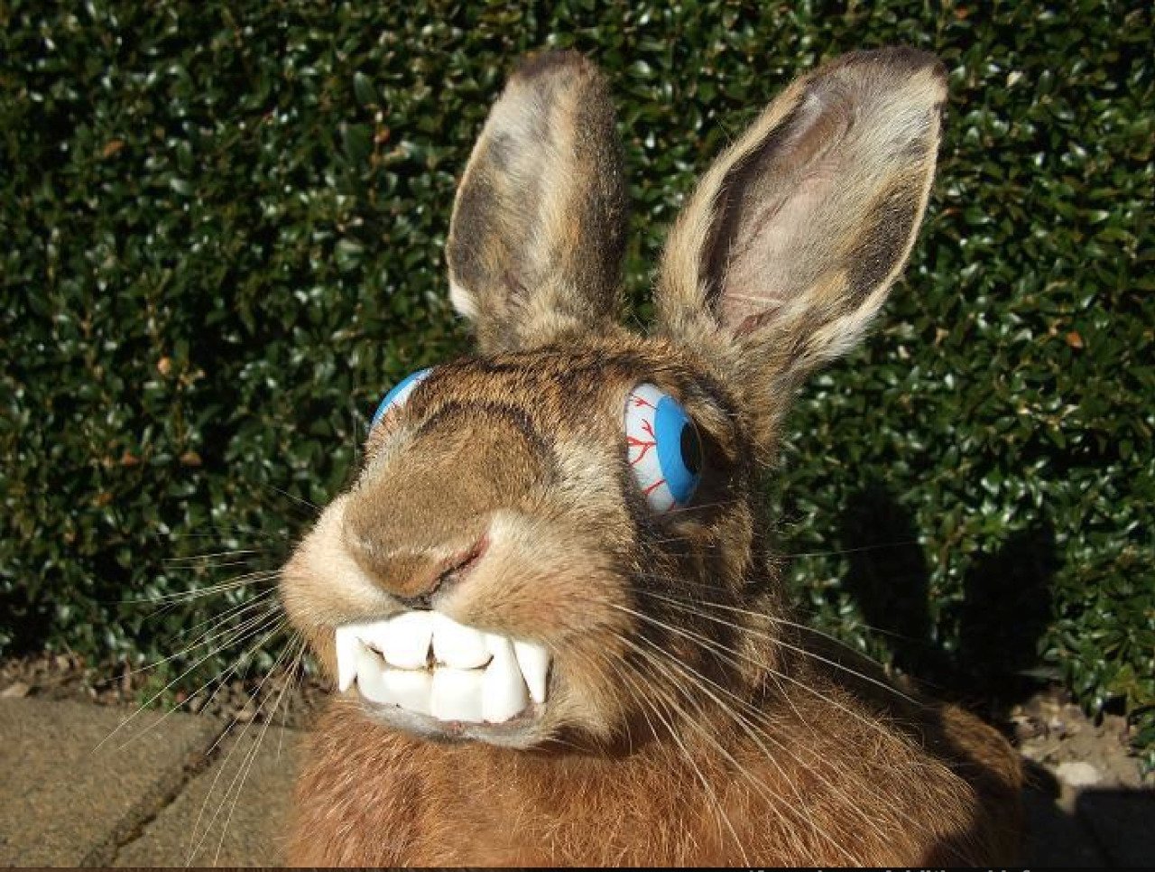Про смешного зайца. Смешные кролики. Смешной заяц. Упоротый кролик.