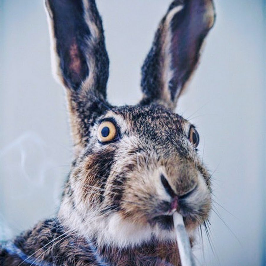 Глупый кролик. Заяц. Прикольный заяц. Курящий заяц. Глупый заяц.