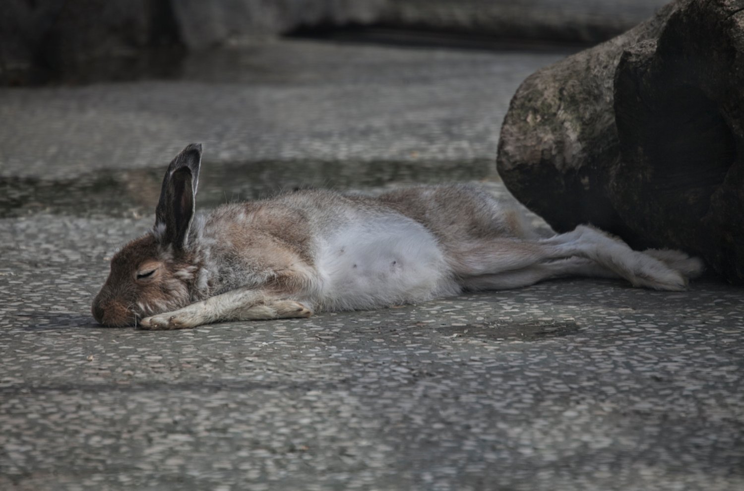 Уставшая зайка. Заяц лежит. Спящий заяц. Лежачий заяц.