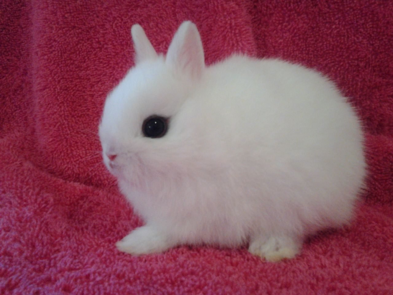 Порода маленьких кроликов. Кролик карликовый хотот. Кролик карликовый хотун. Кролик белый хотот. Кролик карликовый хотот малыш.
