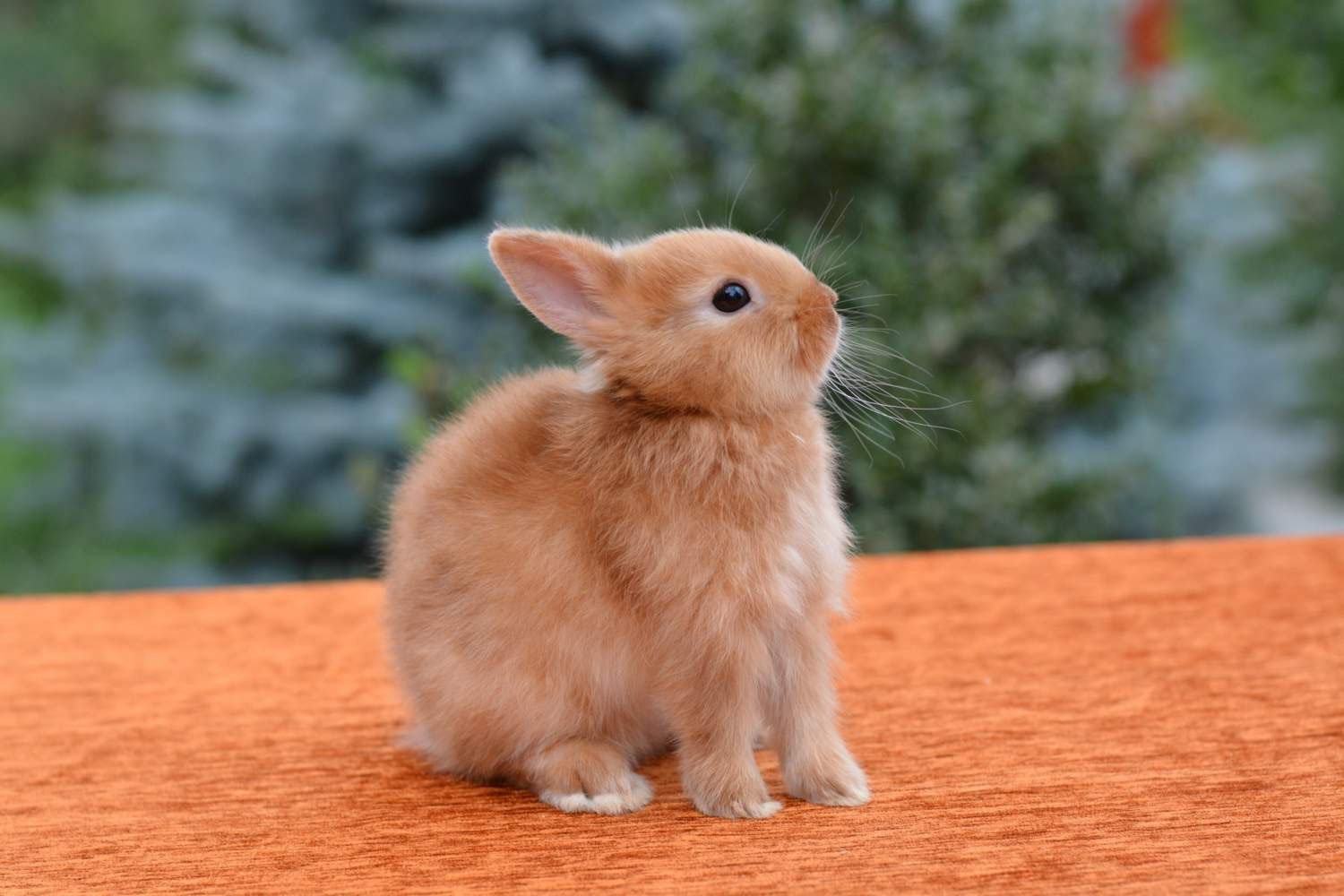 Порода маленьких кроликов. Лисий карликовый кролик. Гладкошерстный карликовый кролик. Карликовый кролик Баффи. Карликовый кролик минор.