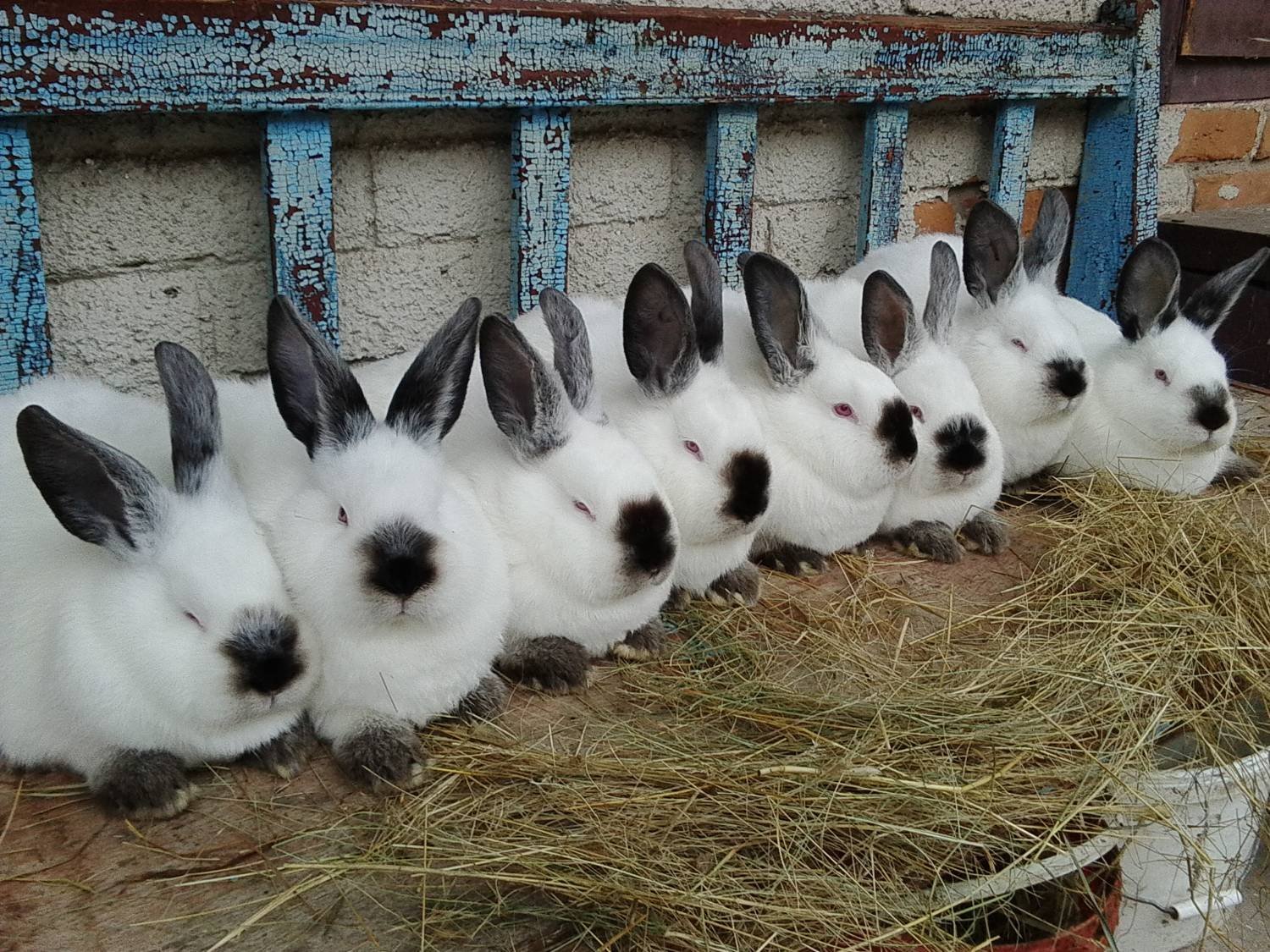 В питомнике живет несколько кроликов разного цвета. Хиплус порода кроликов. Хиколь порода кроликов. Кролики строкачи. Кролики породы Hycole.